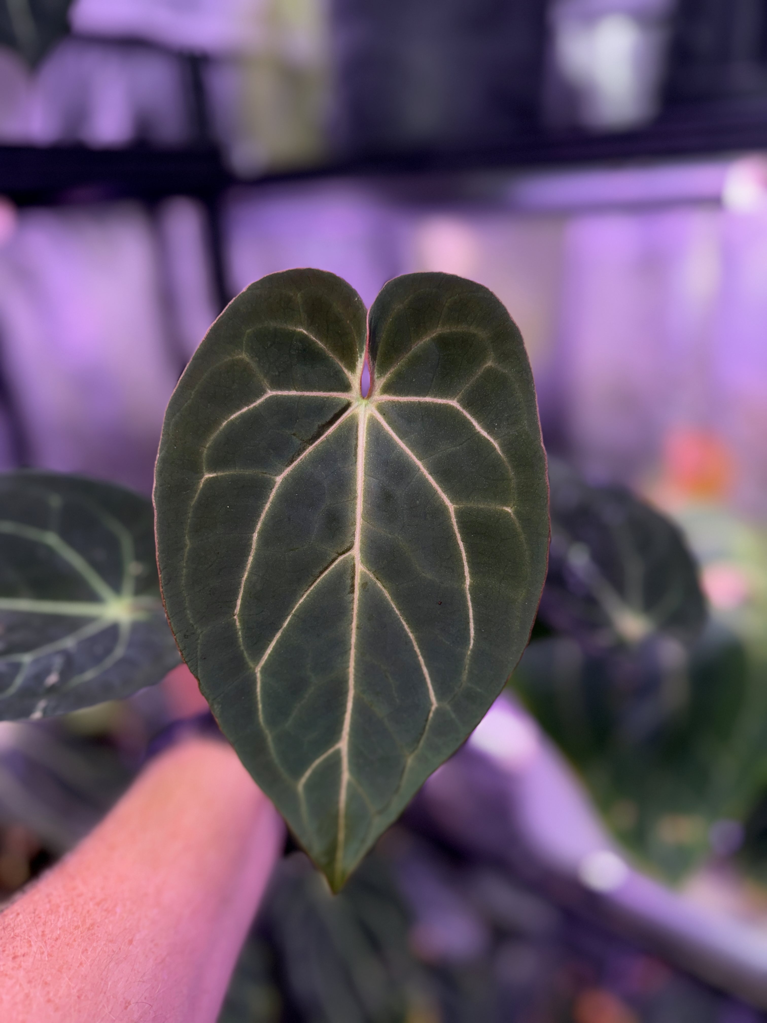 Anthurium carlablackie 'Round xGPH001' X Black Widow x Michelle 0