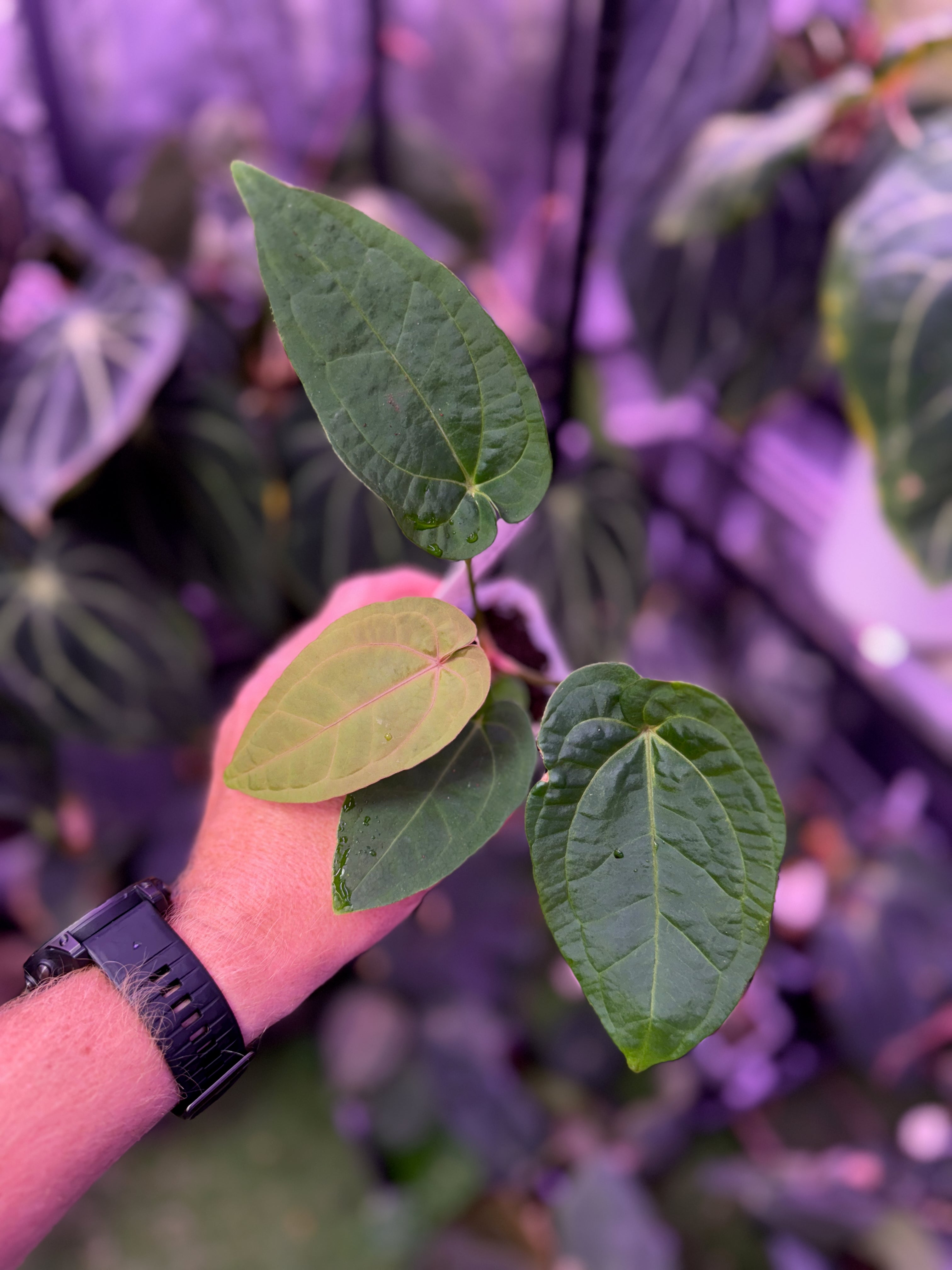 Anthurium "BWMDB Buz1" x dressleri RG founder clone #2