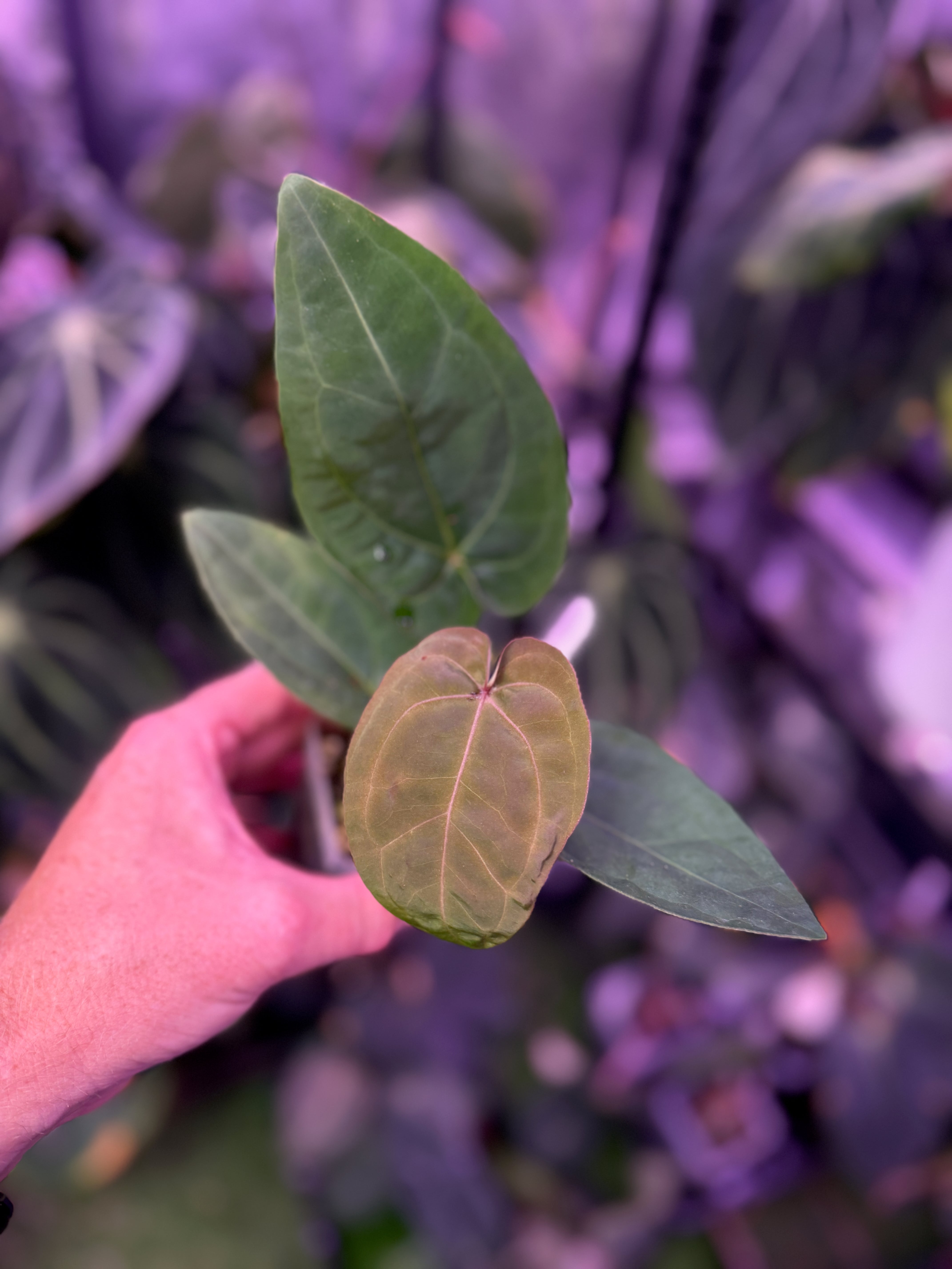 Anthurium "BWMDB Buz1" x dressleri RG founder clone #2 1