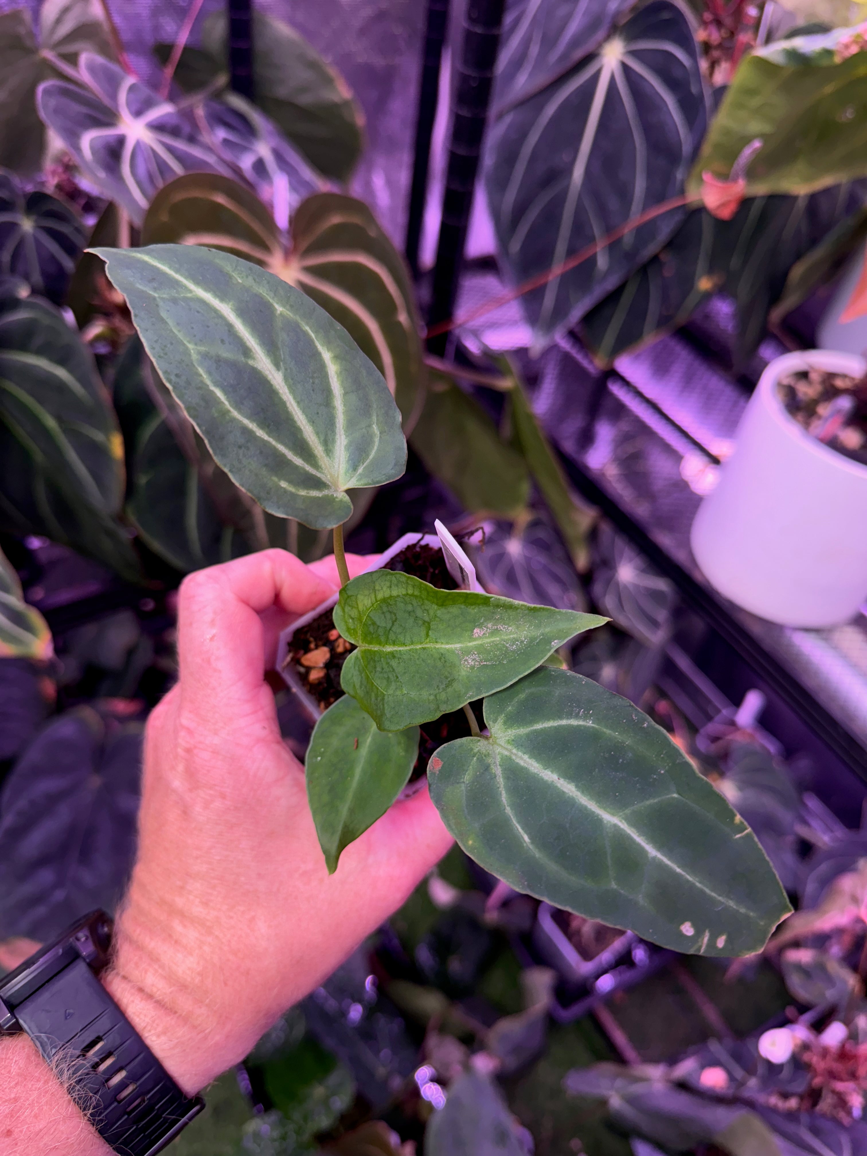 Anthurium Black Widow x Michelle X mag ‘Norte’ 1