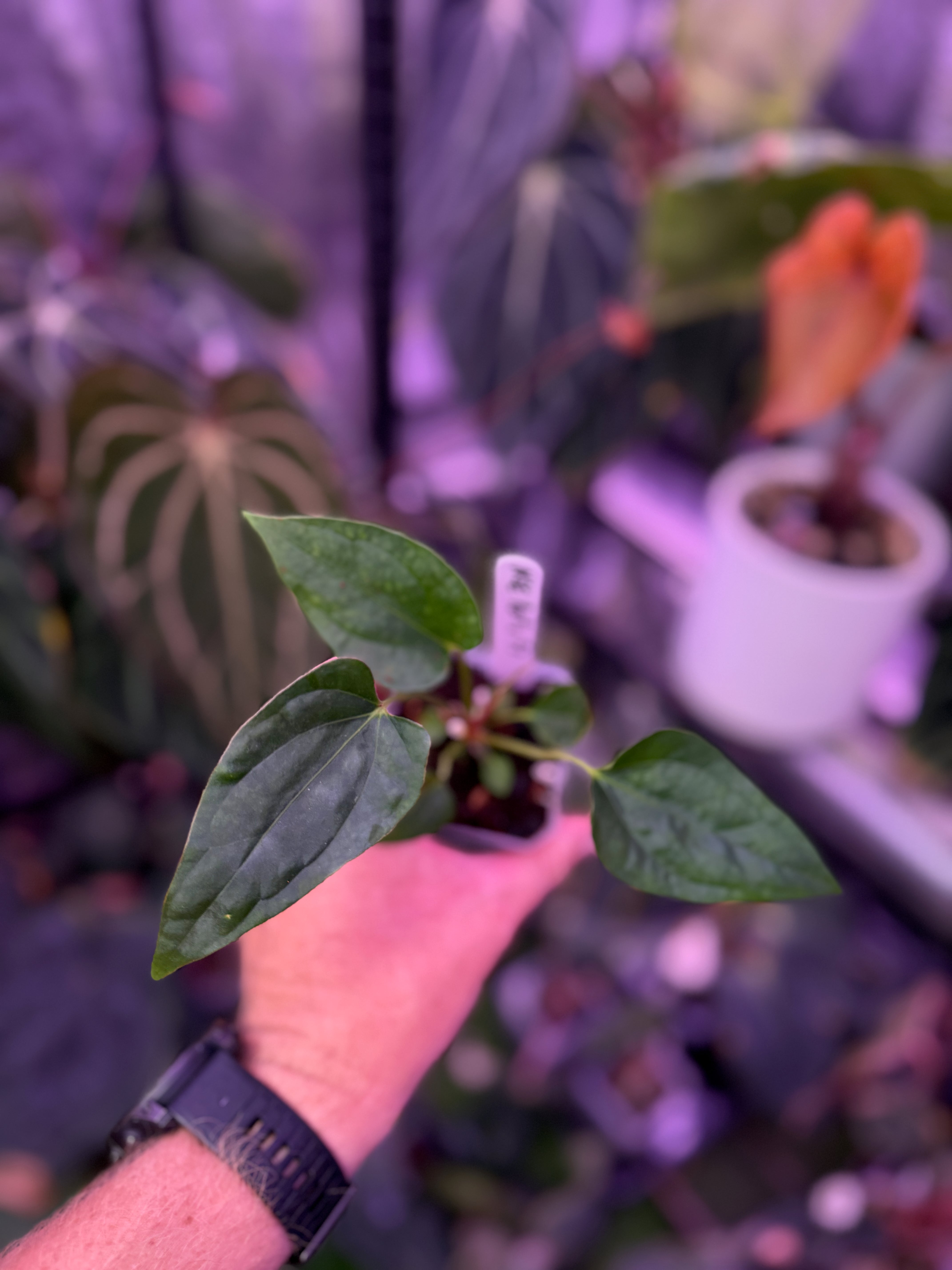 Anthurium portillae "NSE" x dressleri RG F2 0