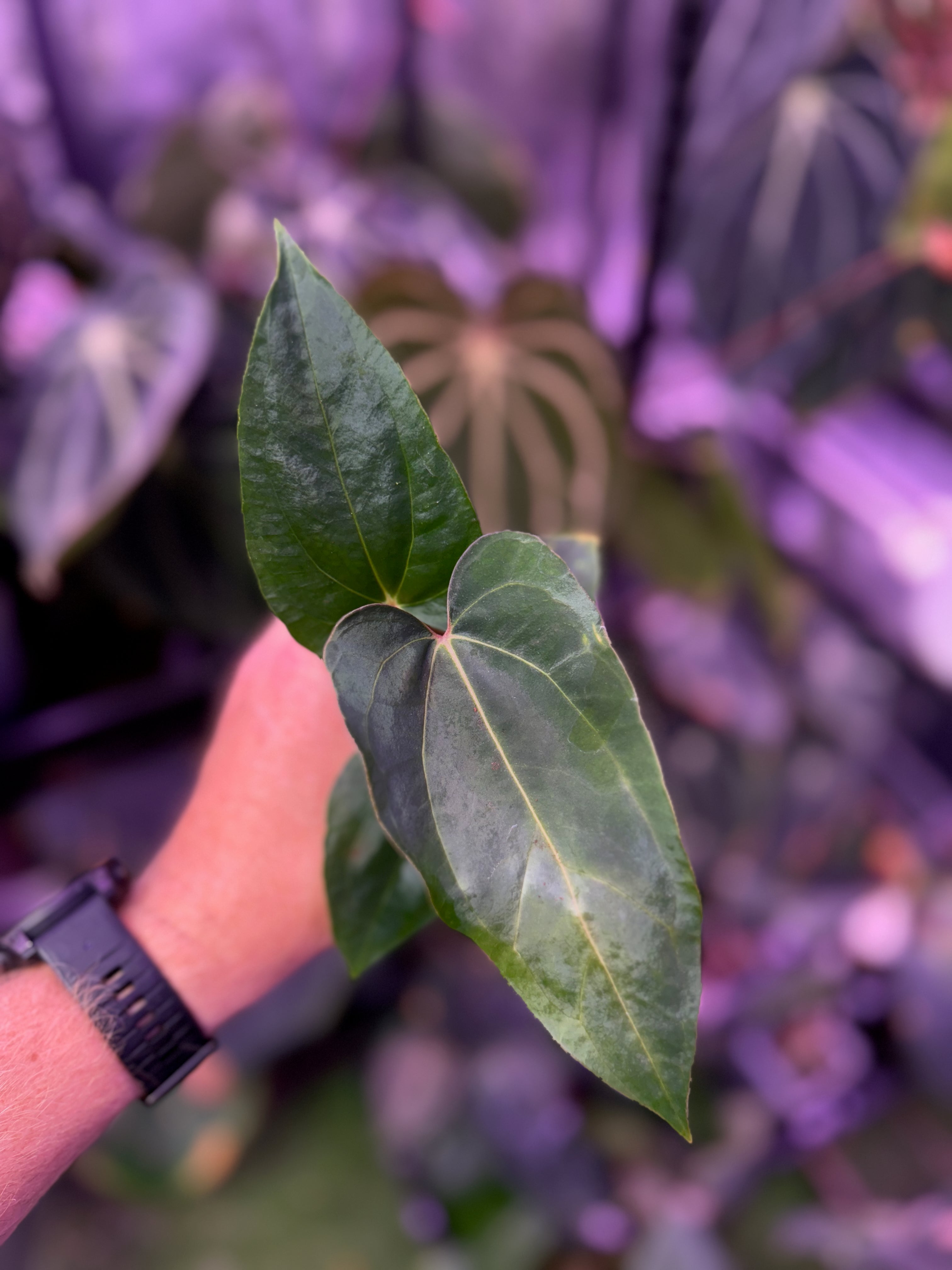 CaRL 2.0 - Anthurium carlablackiae “BUZ1 x RA8” X papillilaminum “Ralph Lyman” A