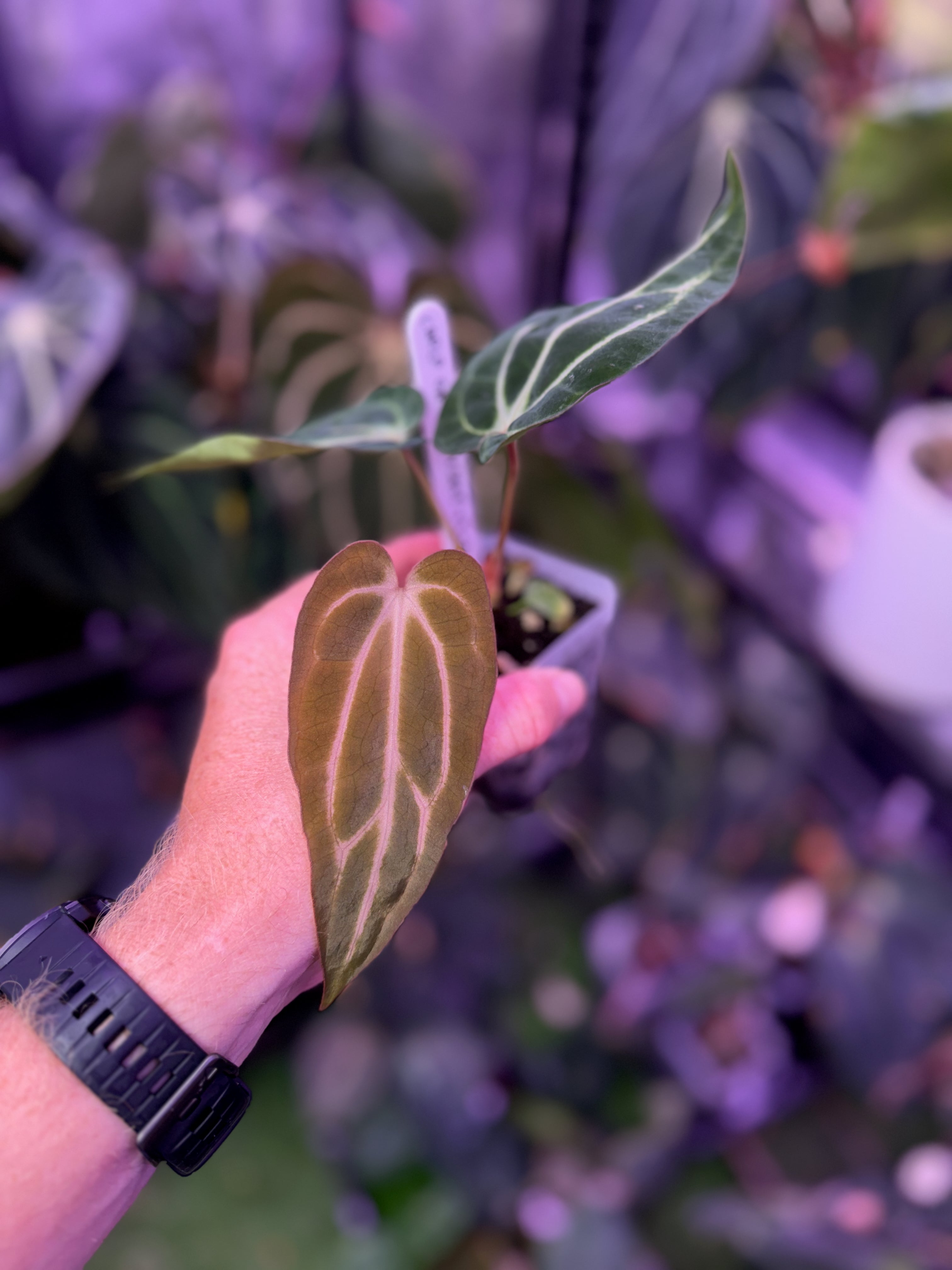 Anthurium carlablackiae “GPH001 x self” X “RA5x10” A