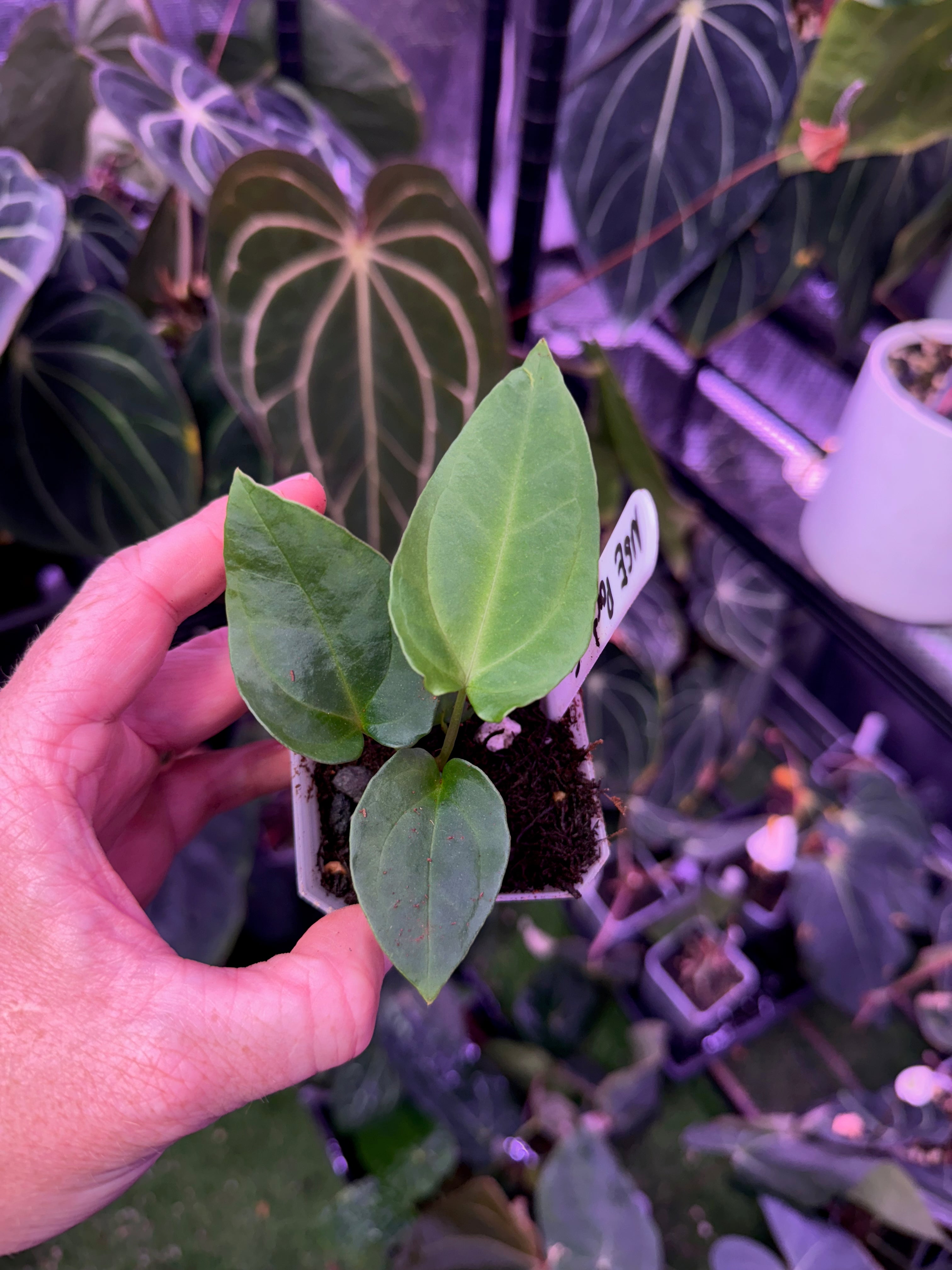 Anthurium portillae "NSE" x dressleri RG F2 1