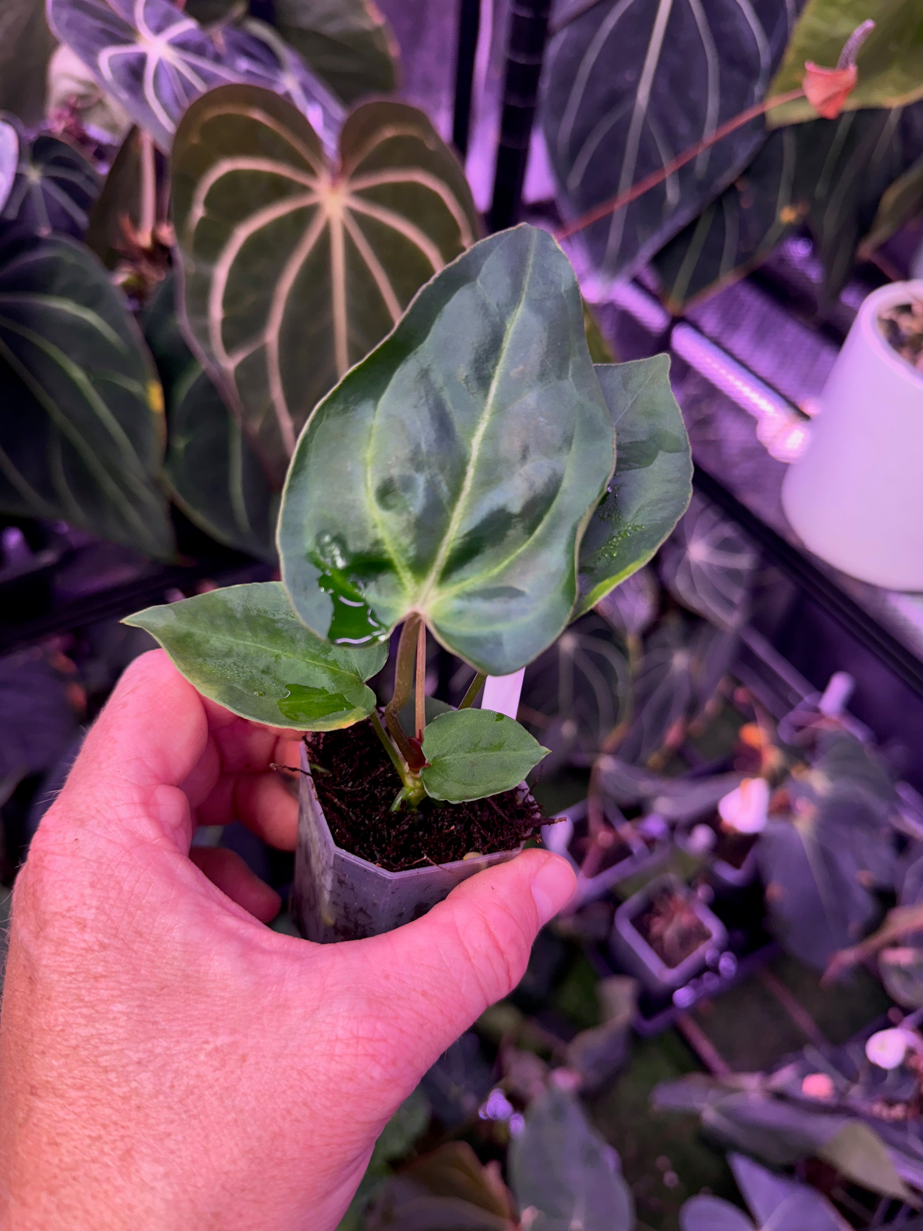 Anthurium "Stripey" x "Araña" 8