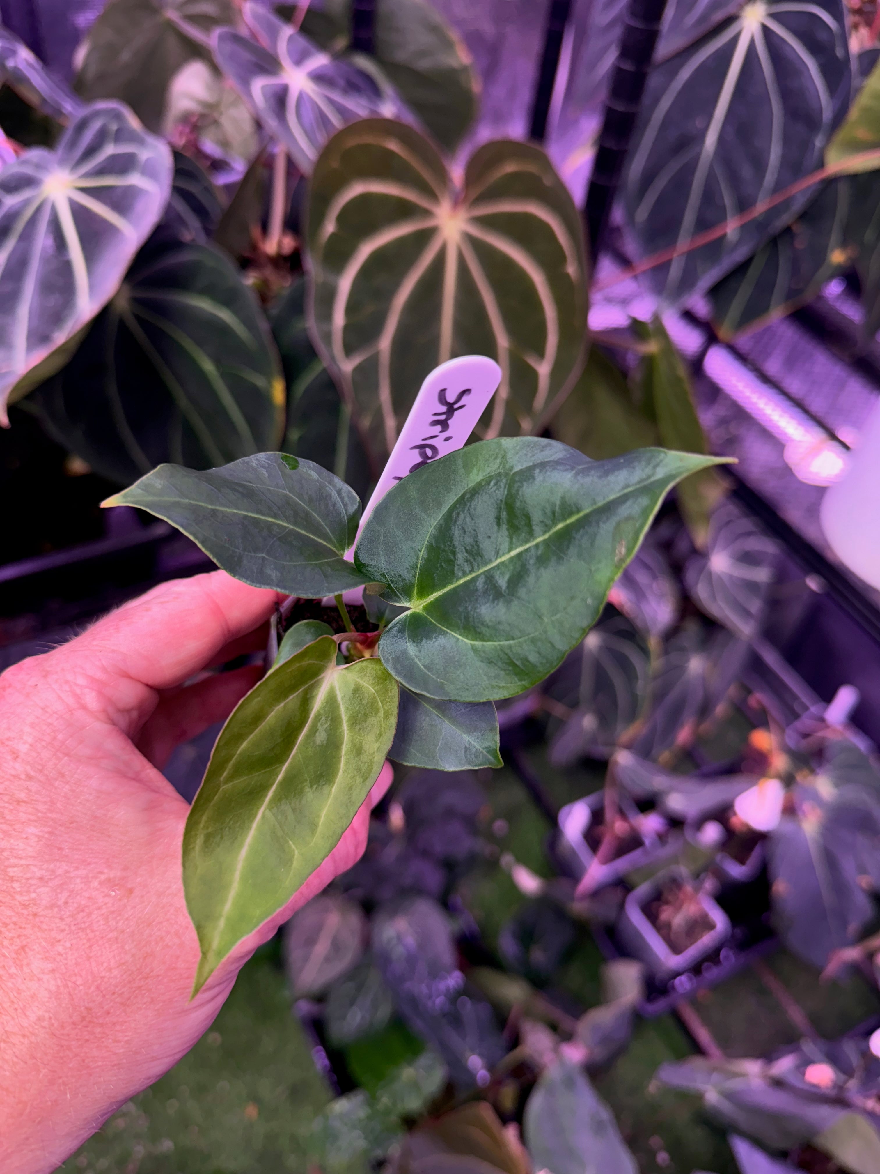Anthurium "Stripey" x "Araña" 9