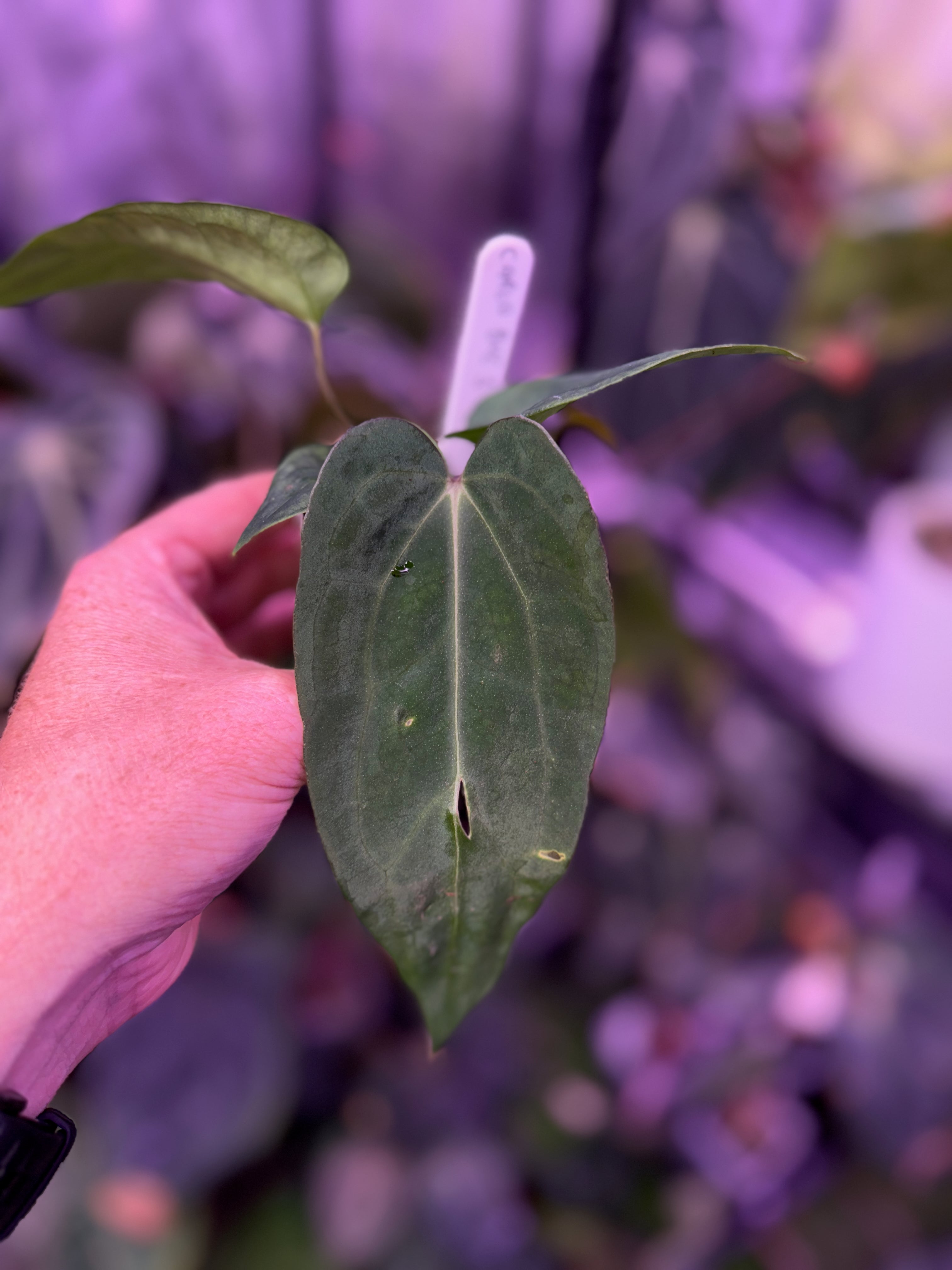 Anthurium carlablackiae "Buz 1" X (carlablackiae x sp. nov. DF) A