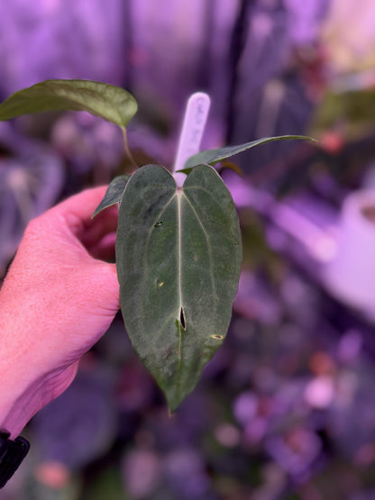 Anthurium carlablackiae "Buz 1" X (carlablackiae x sp. nov. DF) A