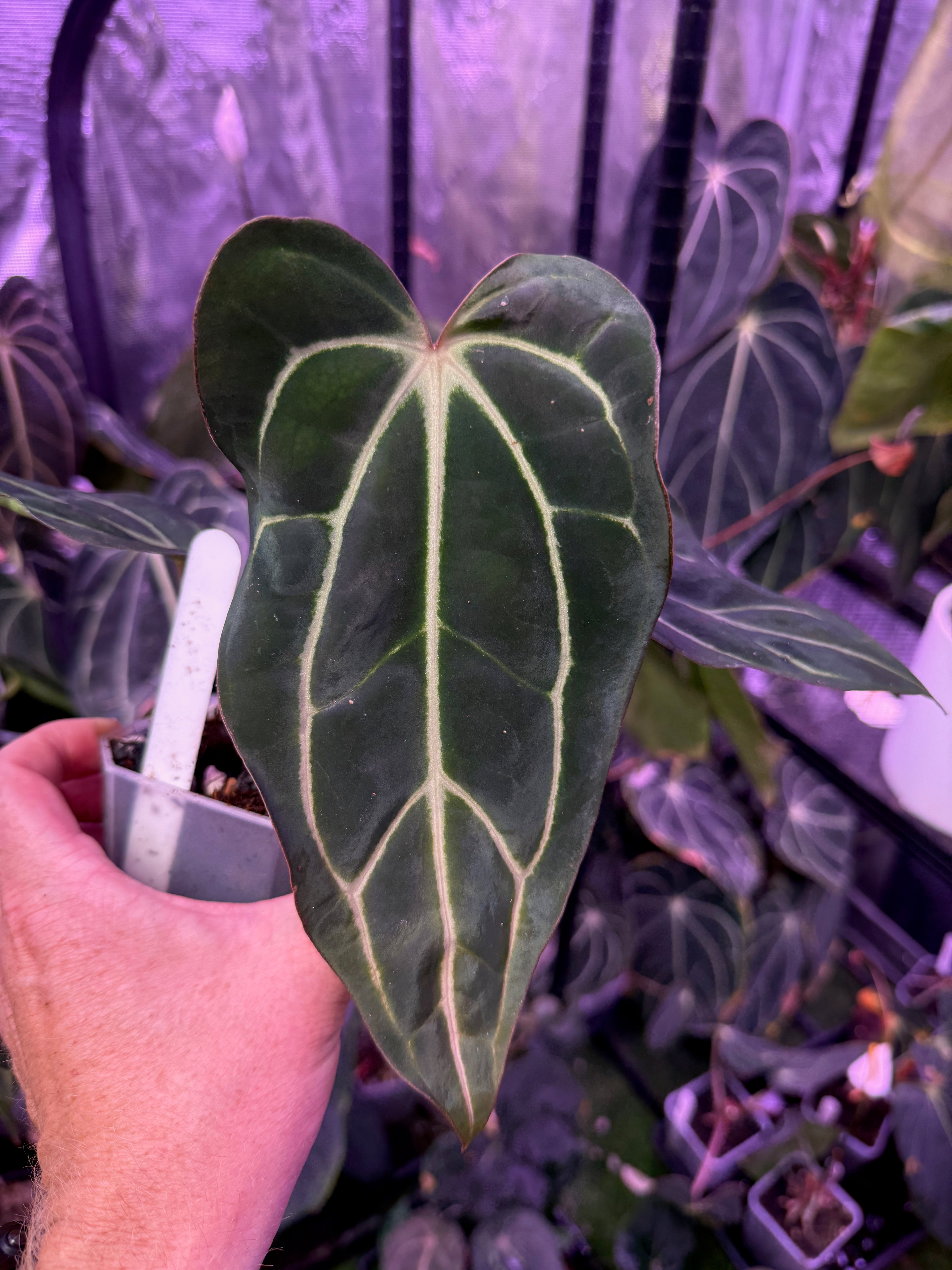 Anthurium carlablackiae RA ‘Pia’ X ‘Round x GPH001’