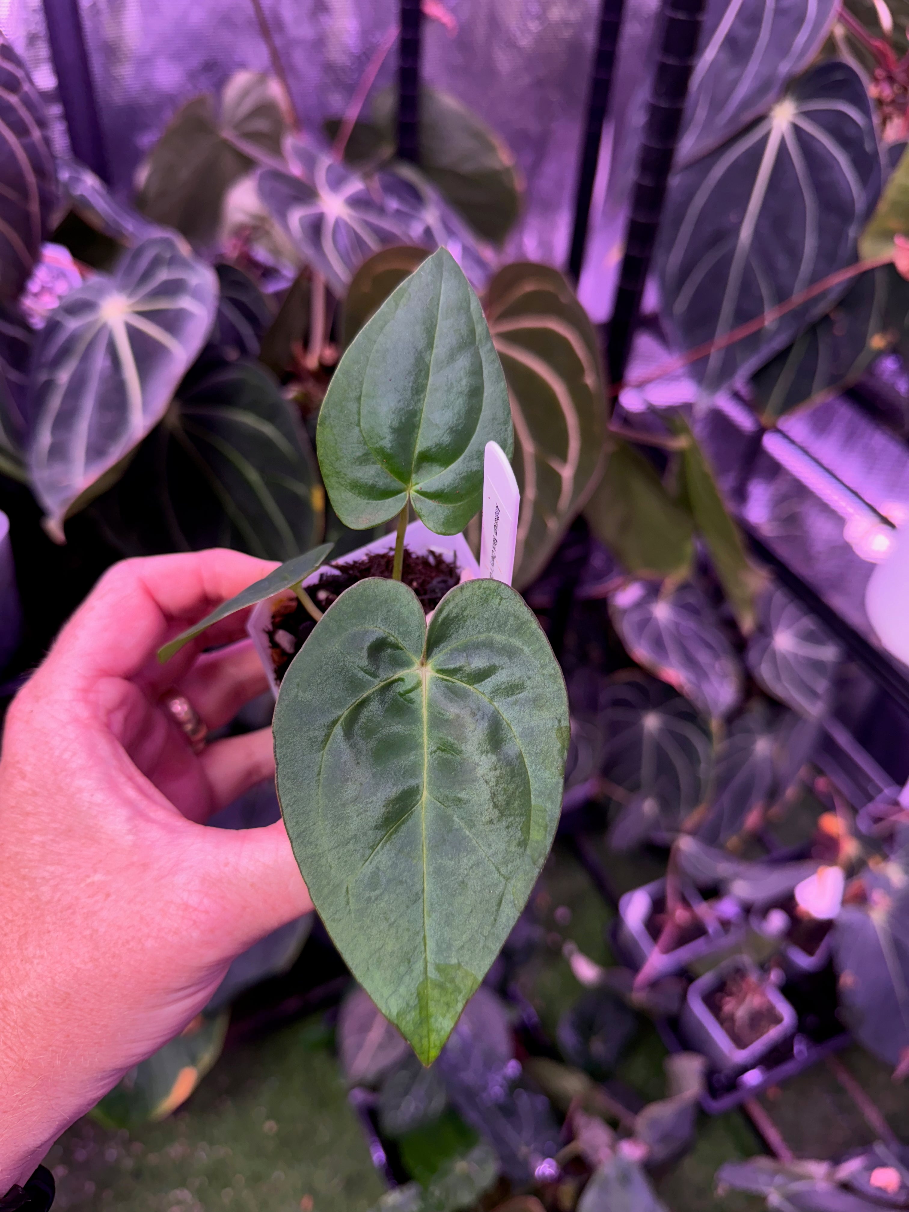 Anthurium “Black Cherry” X carlablackiae RA8 - C