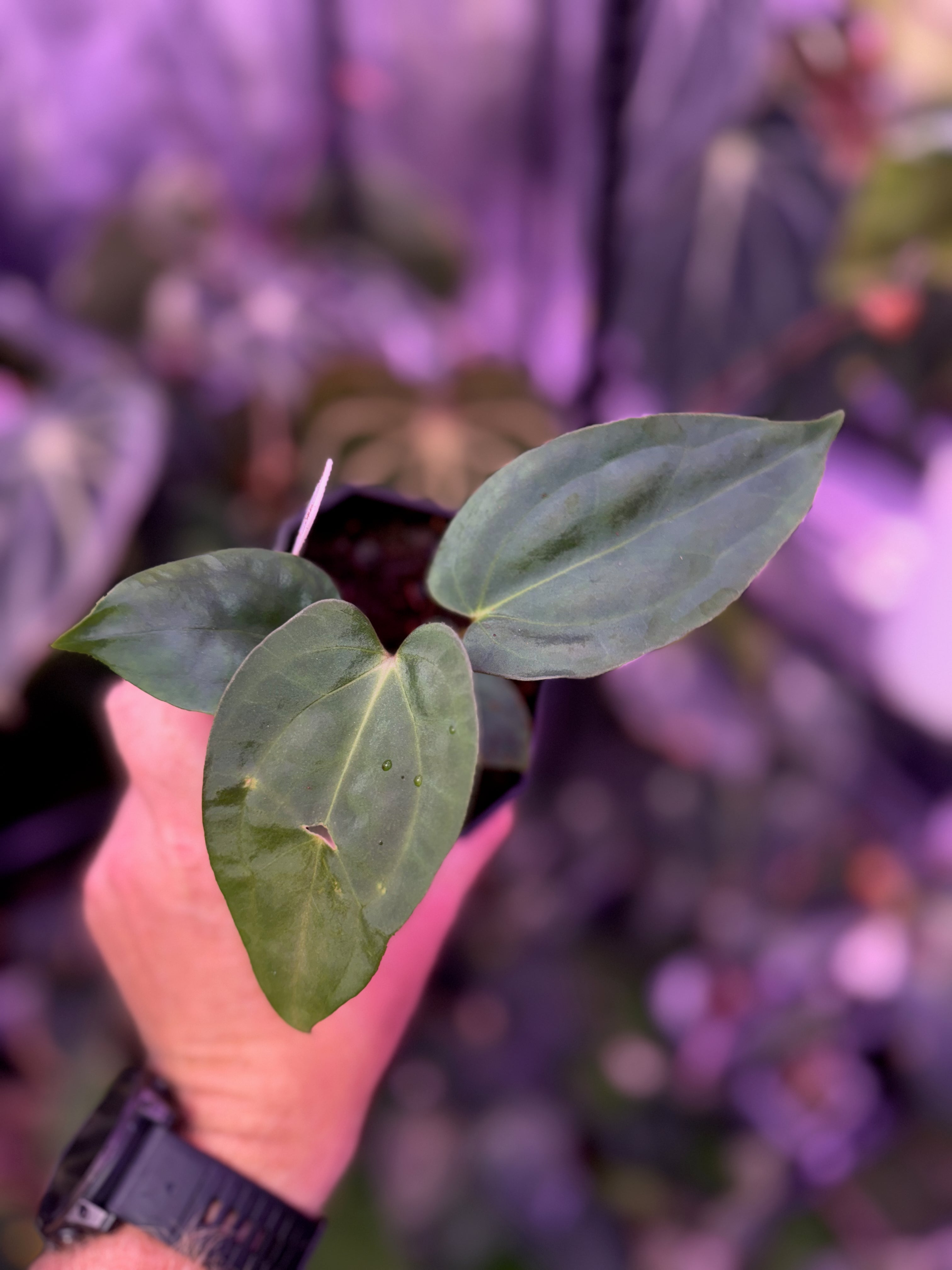 Anthurium sp. nov. DF x carlablackiae "RA5x10"