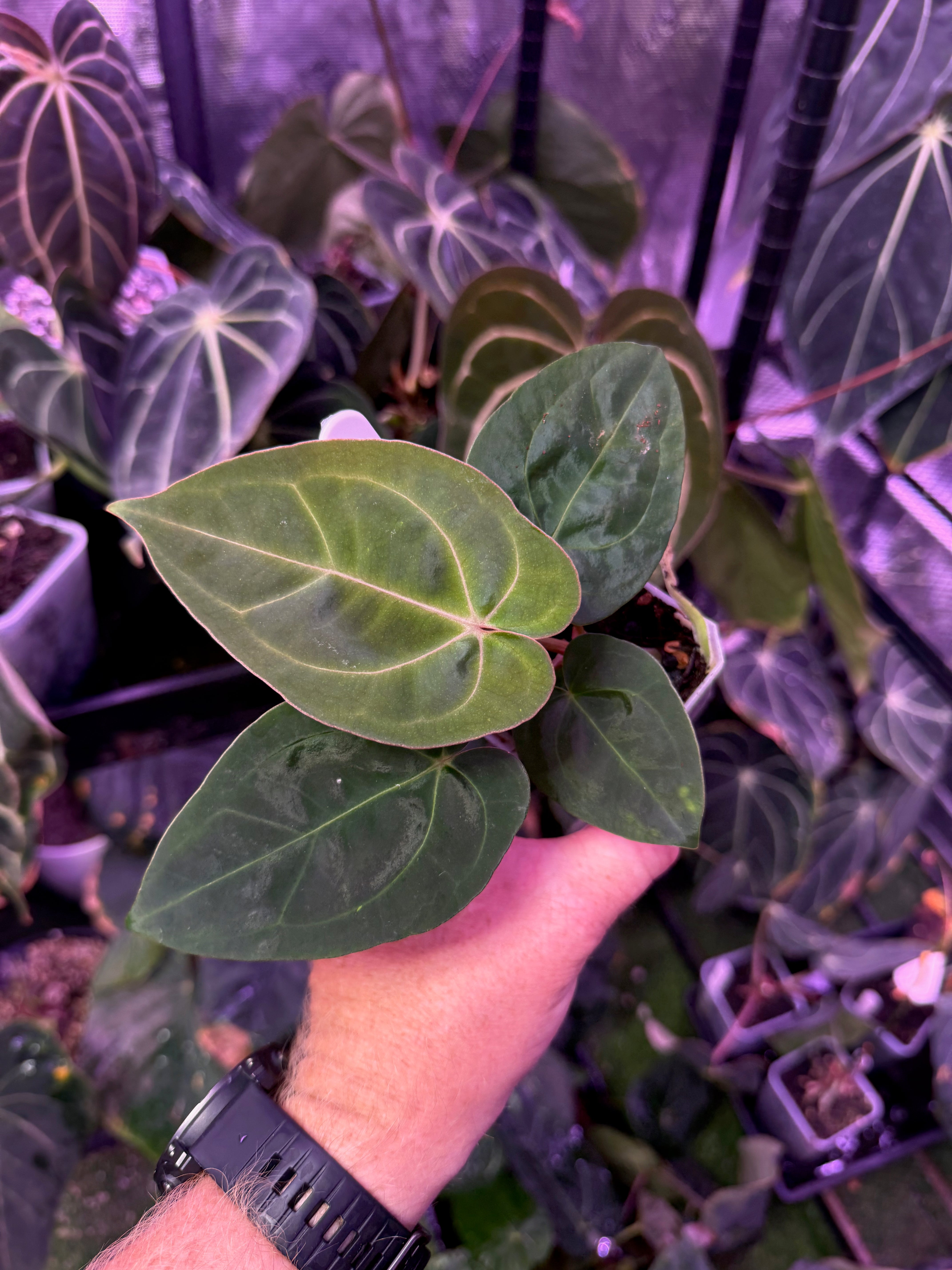 Anthurium “Black Cherry” X carlablackiae RA8 - D