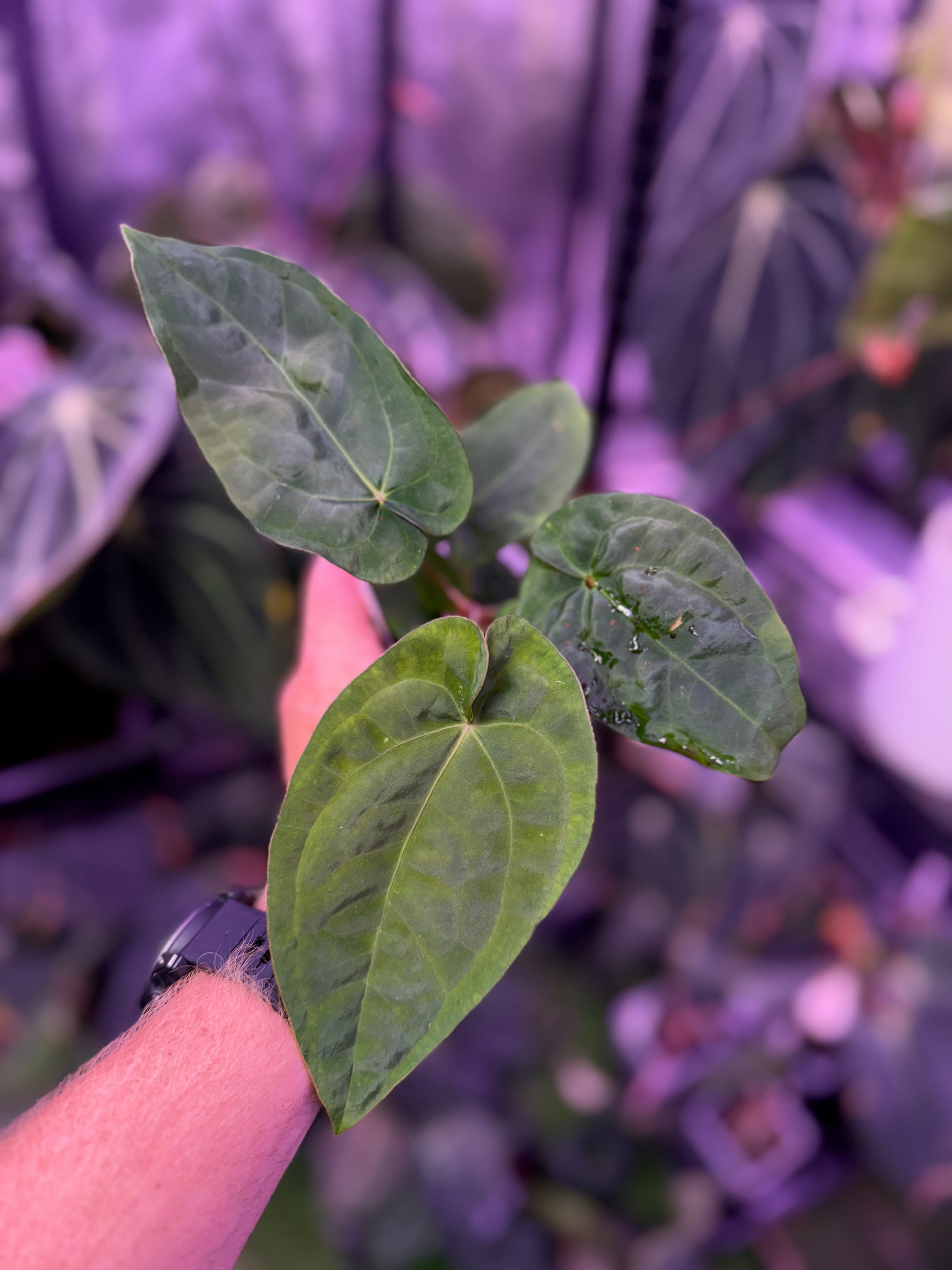 Anthurium "Udaka" x dressleri RG founder clone #2 B