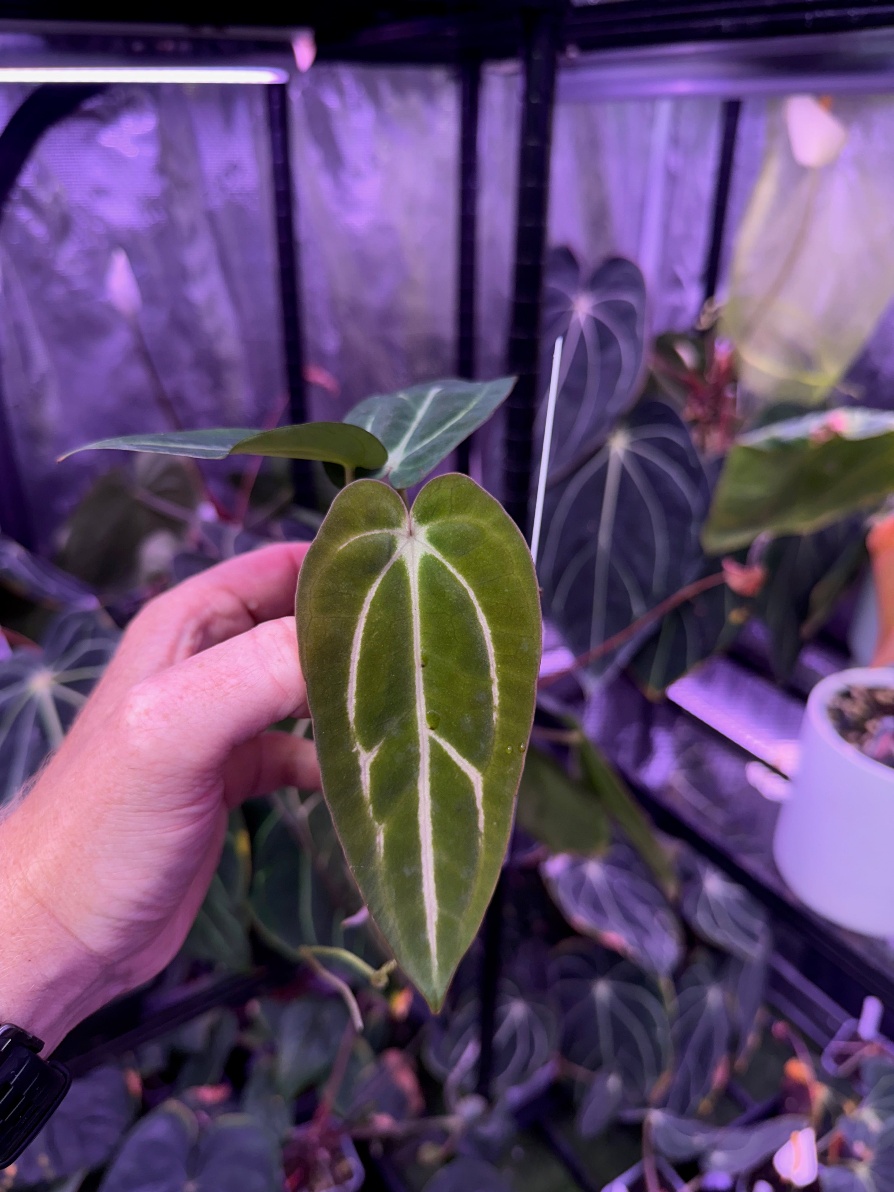 Anthurium carlablackiae “GPH001 x self” X “RA5x10” B