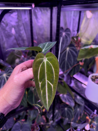 Anthurium carlablackiae “GPH001 x self” X “RA5x10” B
