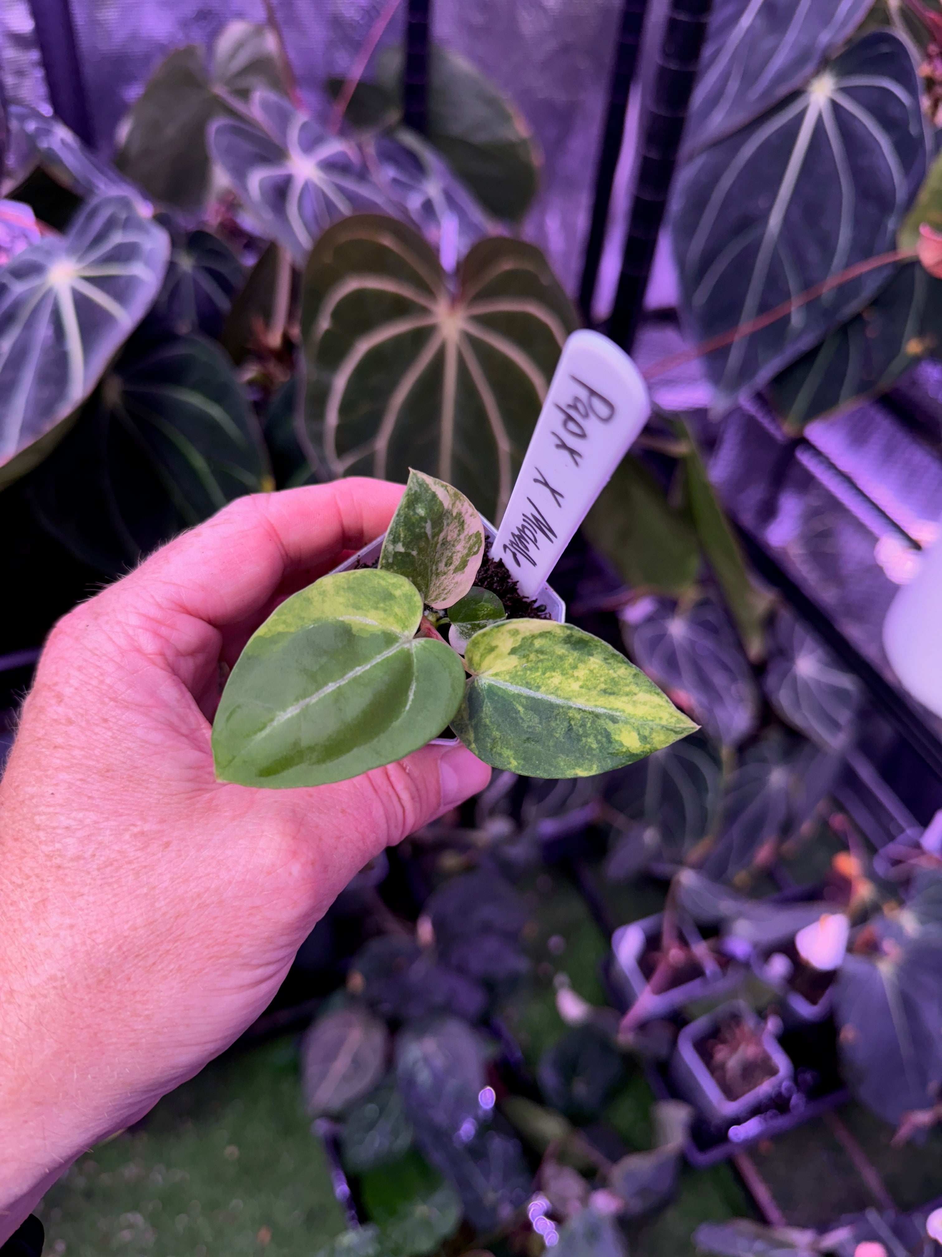 Anthurium papillilaminum x X "Michelle" Variegated