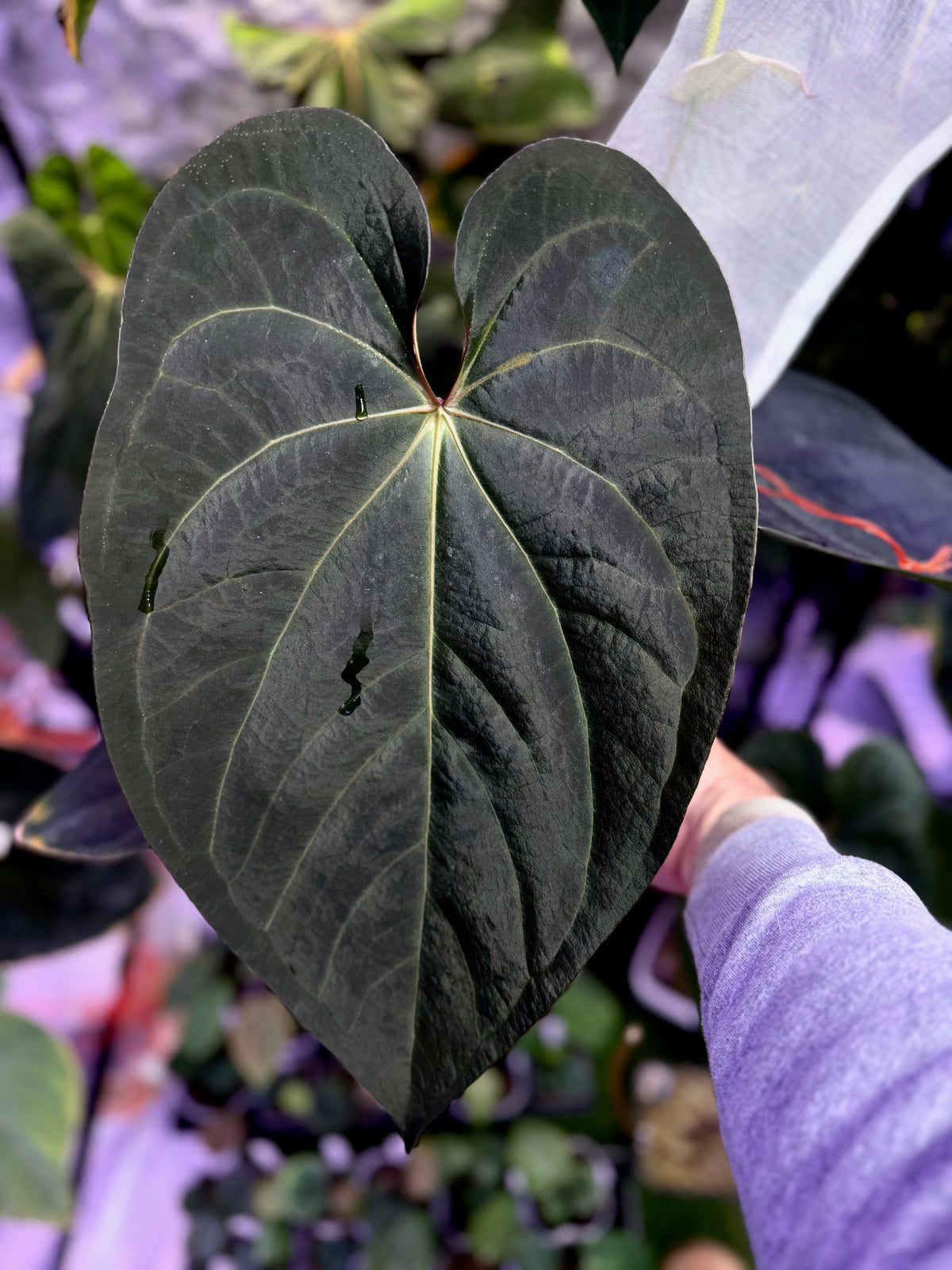 Anthurium 'Morticia's Magic' mother plant