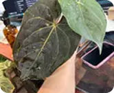 @Smooga_plants review photo 1