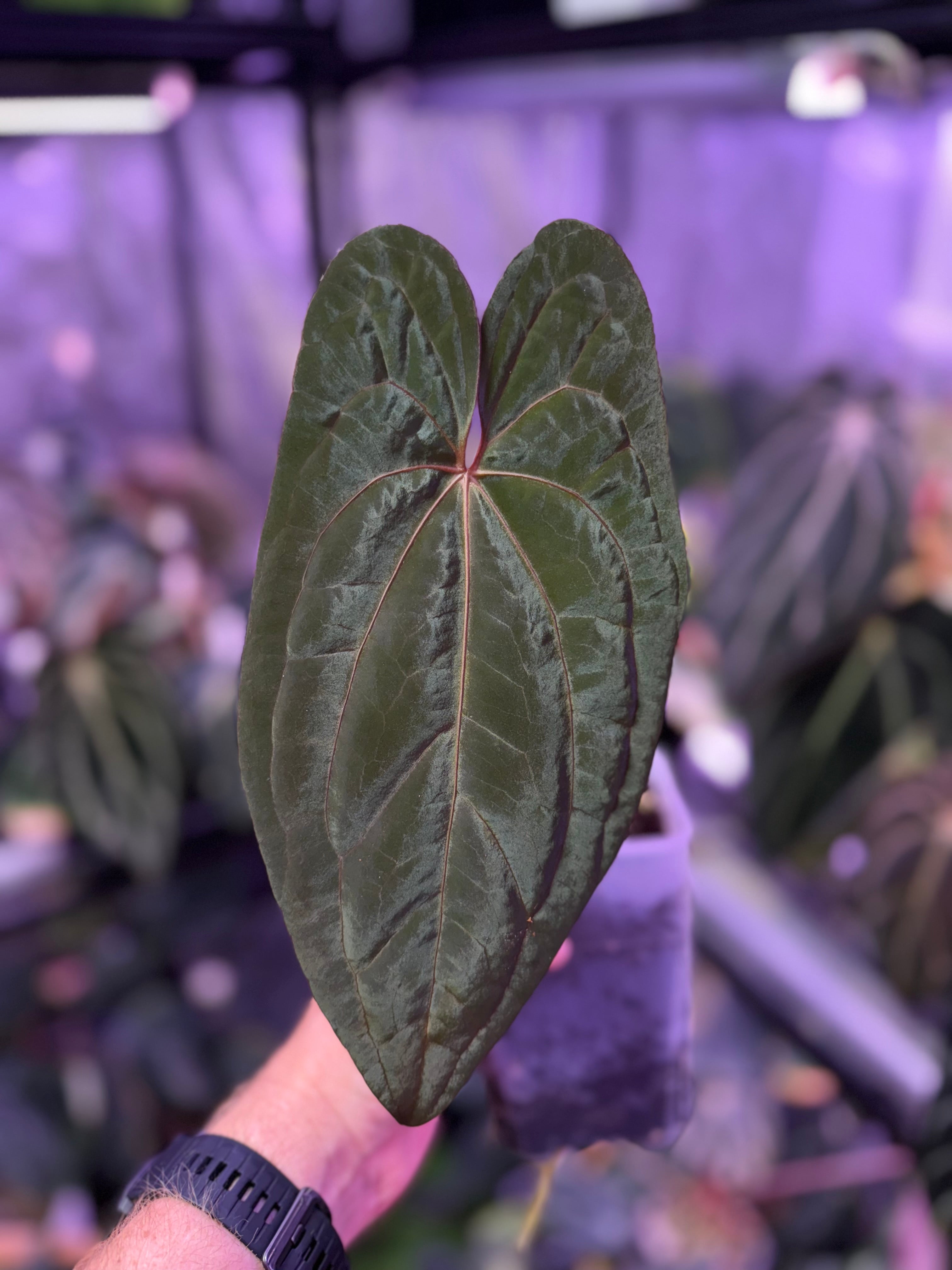 Anthurium Pap x RVDP