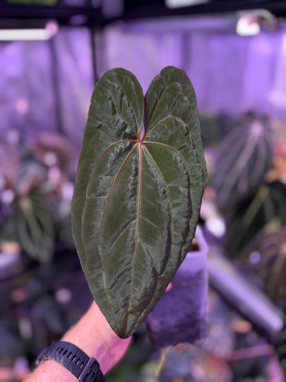 Anthurium Pap x RVDP