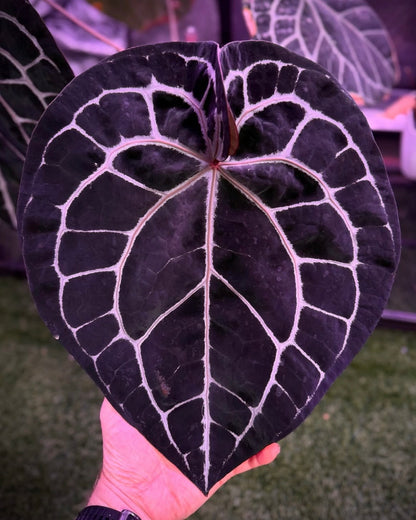 Anthurium Tezula ‘Red Crystal’ x Snake Oil