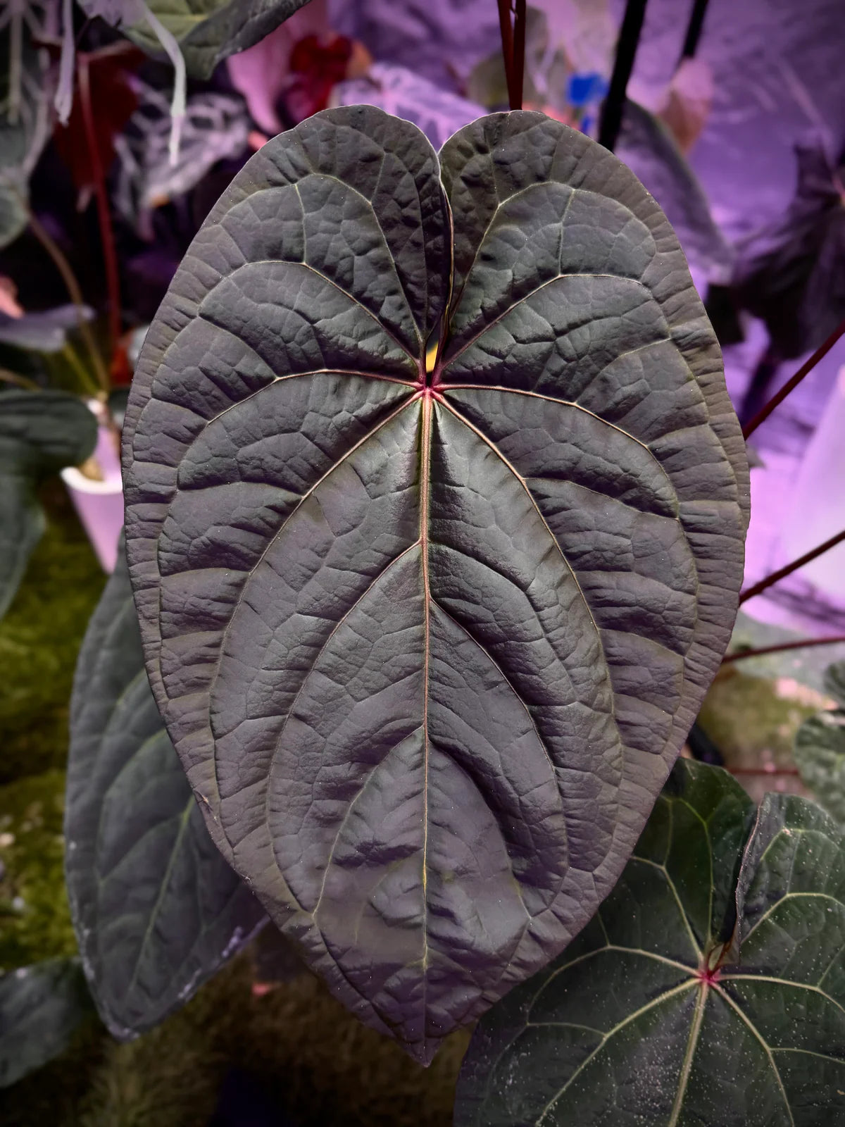 Anthurium Udaka x dressleri RG clone #2