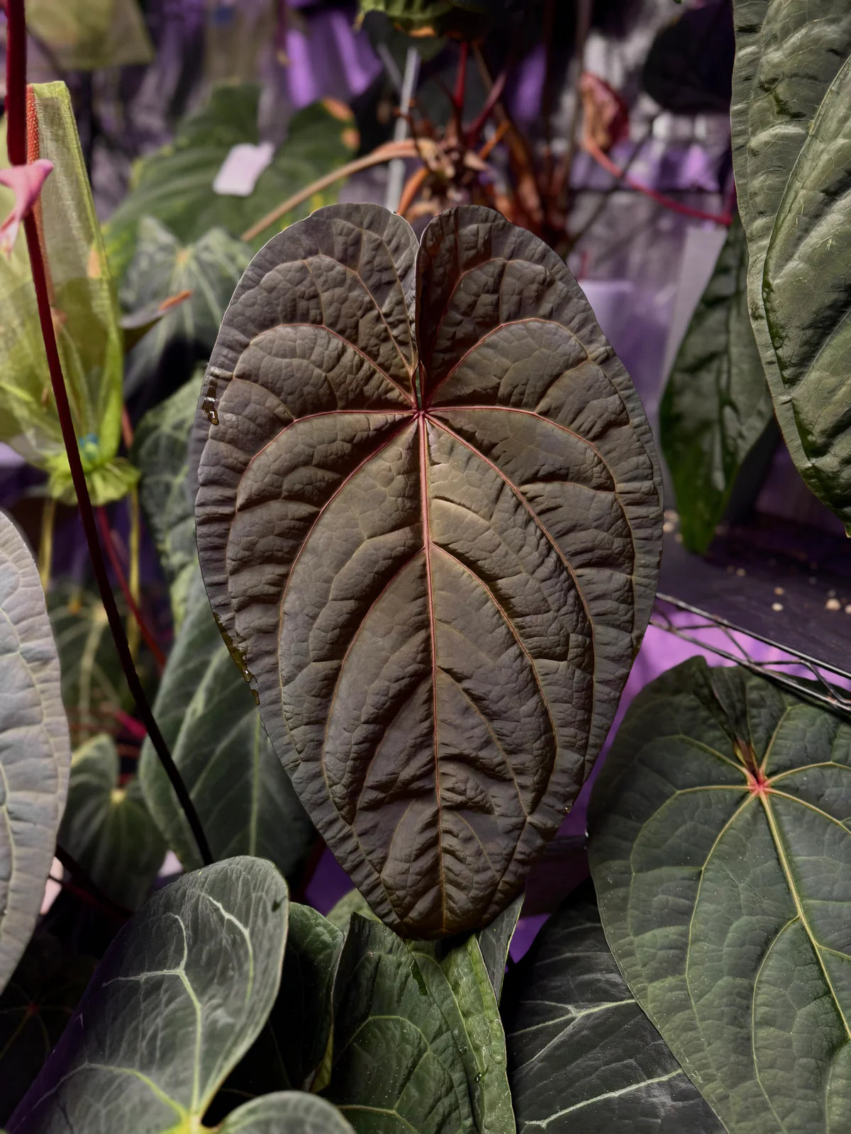 Anthurium Udaka x dressleri RG clone #2