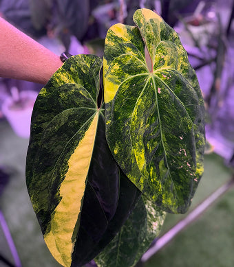 Anthurium (carlablackiae District x “Black Widow x Michelle Buz2) x PapX