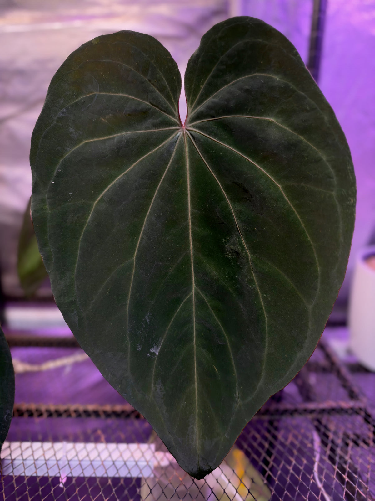 Anthurium Black Widow x Michelle x dressleri RG F1 'Buz 1' mother plant