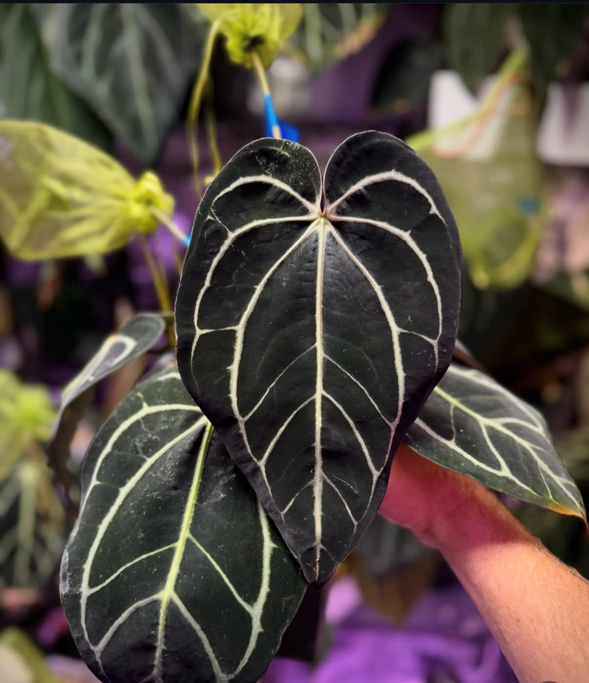 Anthurium carlablackiae (RA4 x RA1)x OG1