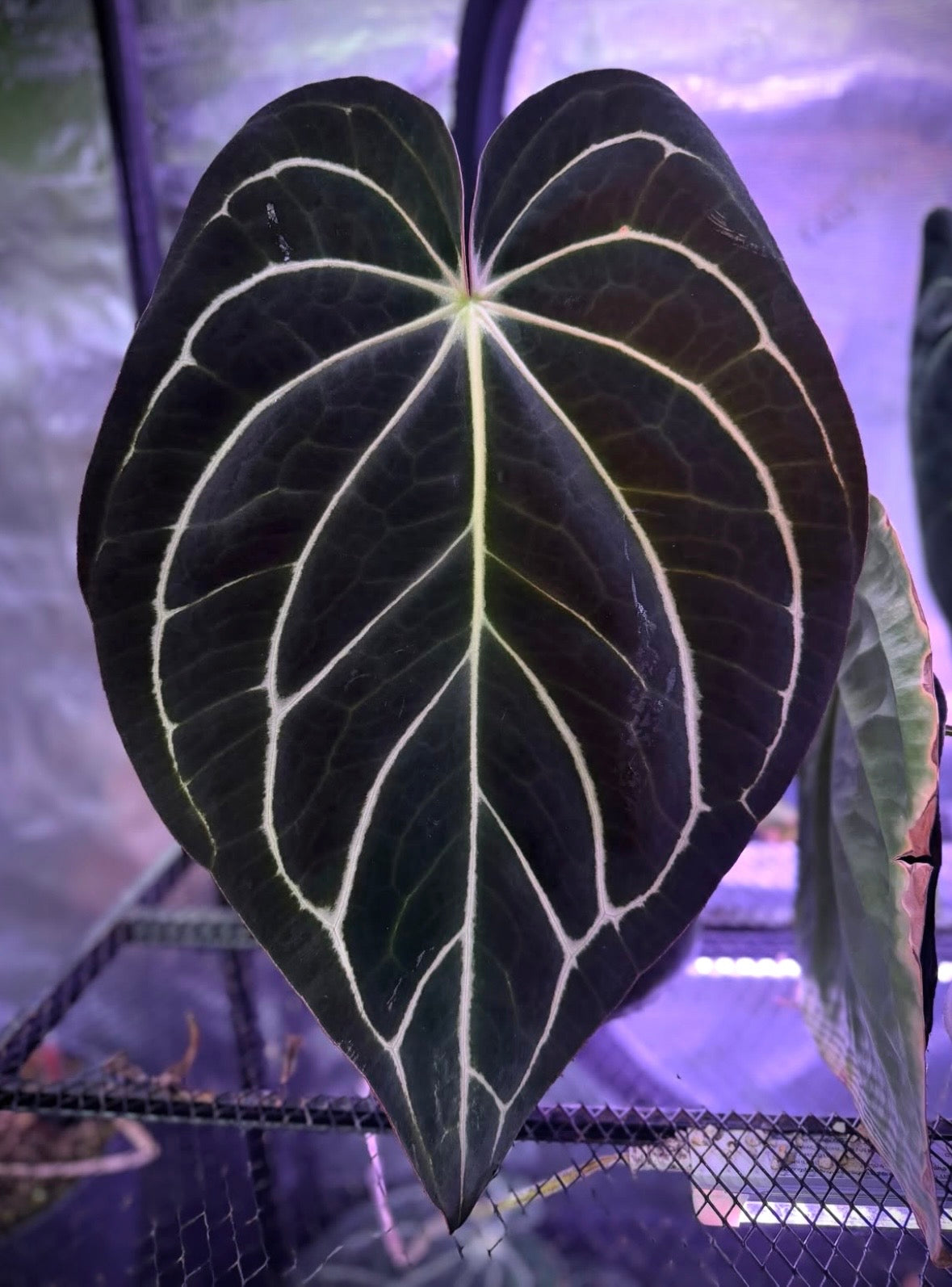Anthurium carlablackiae “Buz1 x RA8 #2” x RA4 seedling