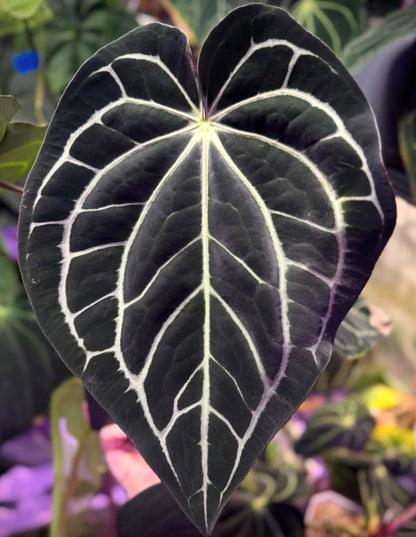 Anthurium carlablackiae (RA4 x RA1)x OG1
