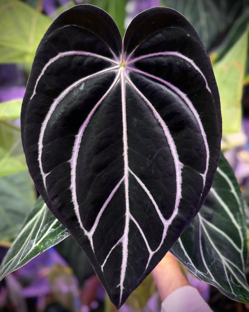 Anthurium carlabalckiae RA5x10