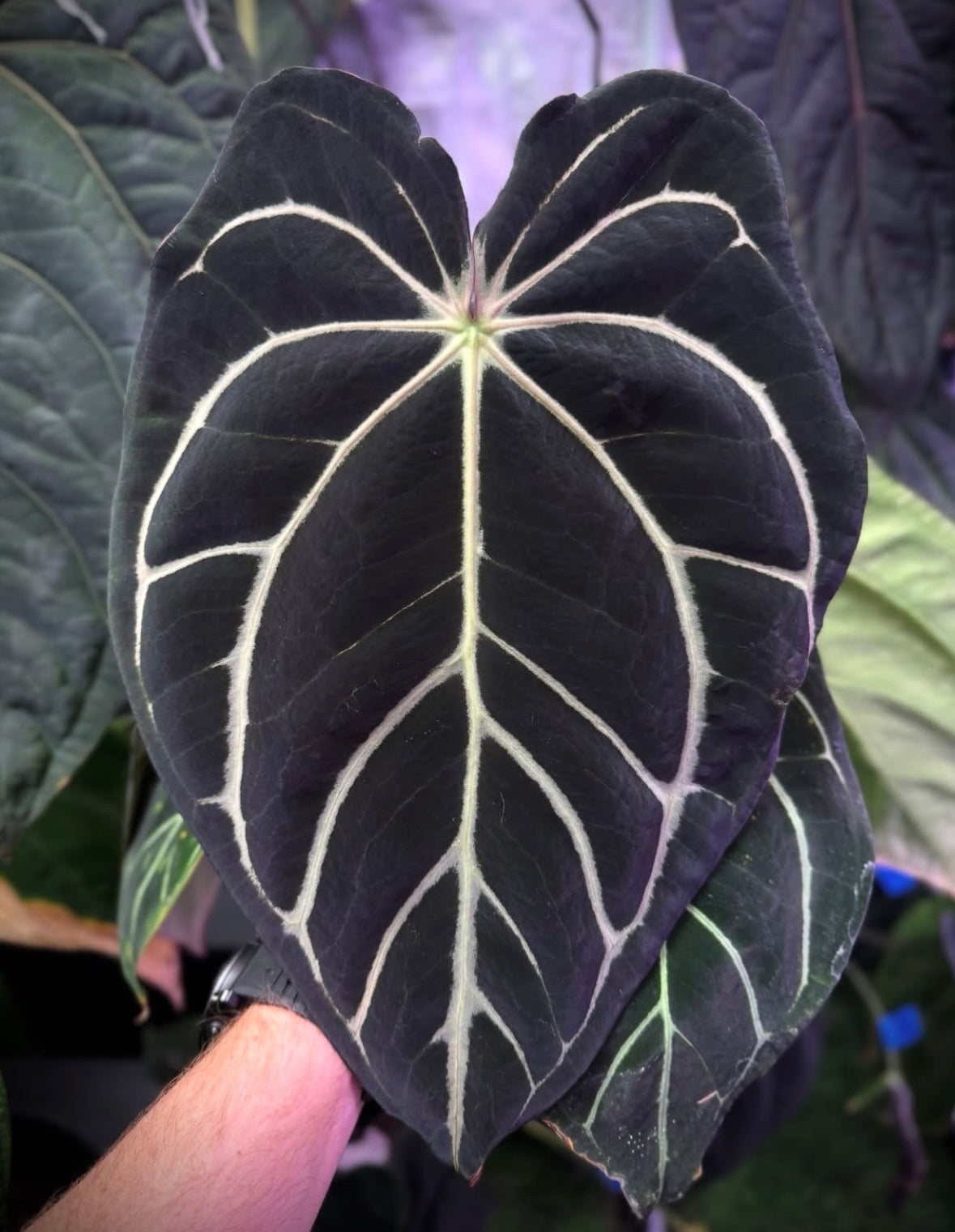 Anthurium carlablackiae – Buz Plants