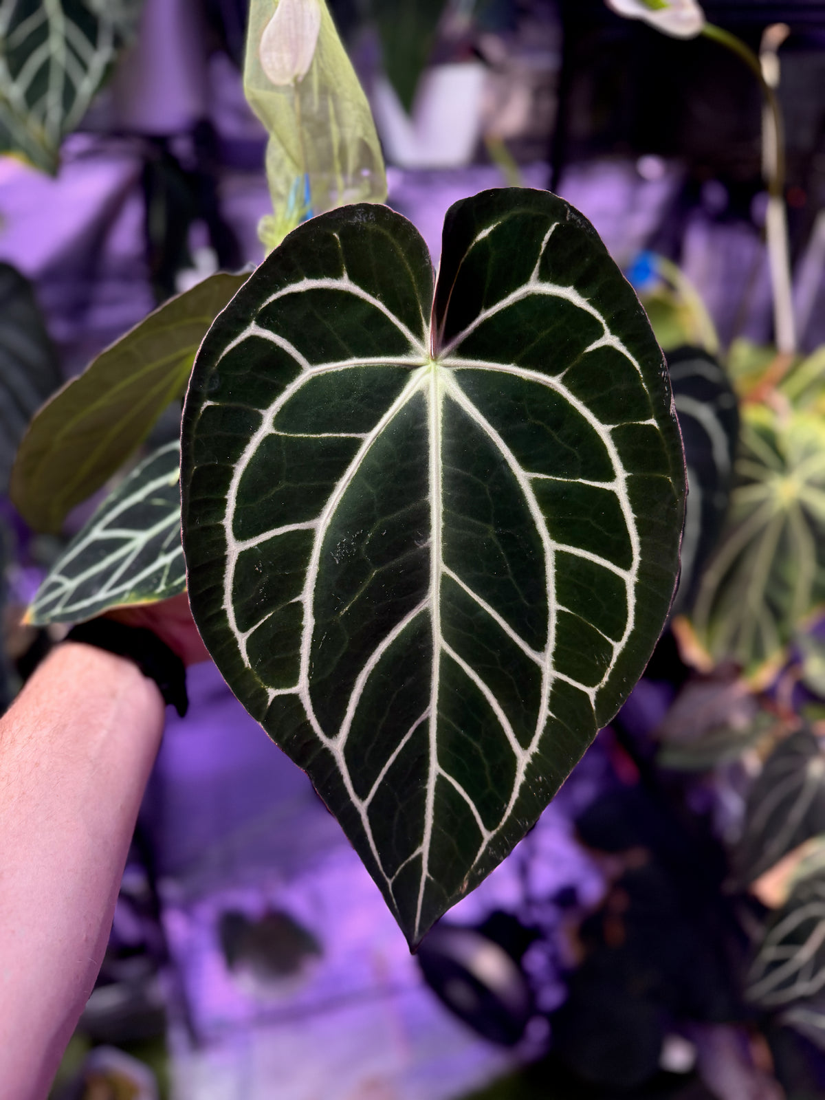 Anthurium carlablackiae RA4x1, seed parent
