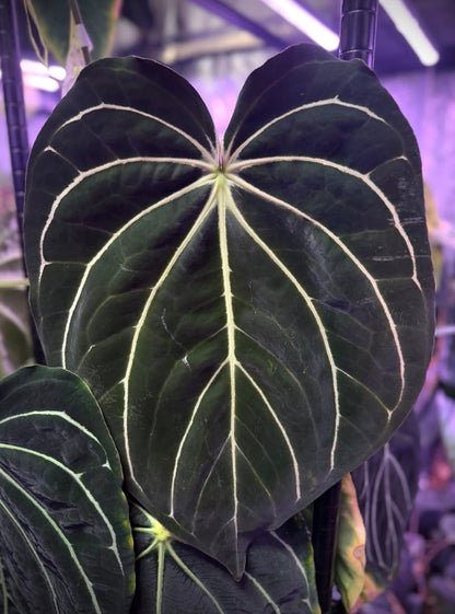 2x seeds carla District’ x ‘Udaka’