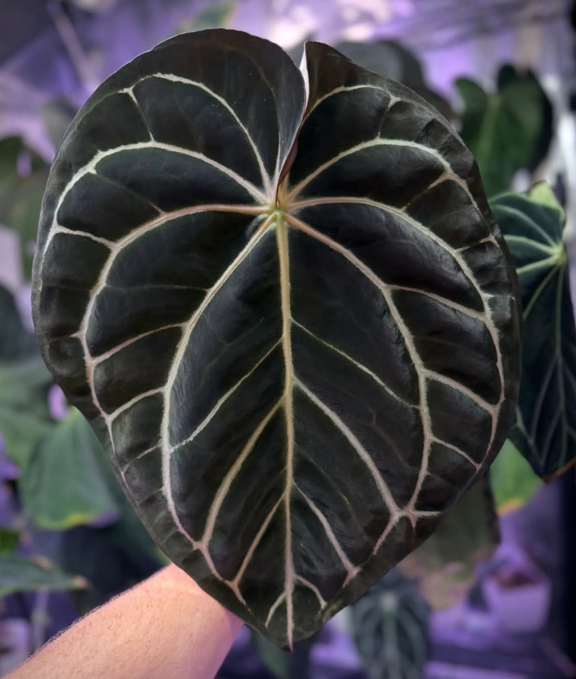 Anthurium carlablackiae RA10 x open