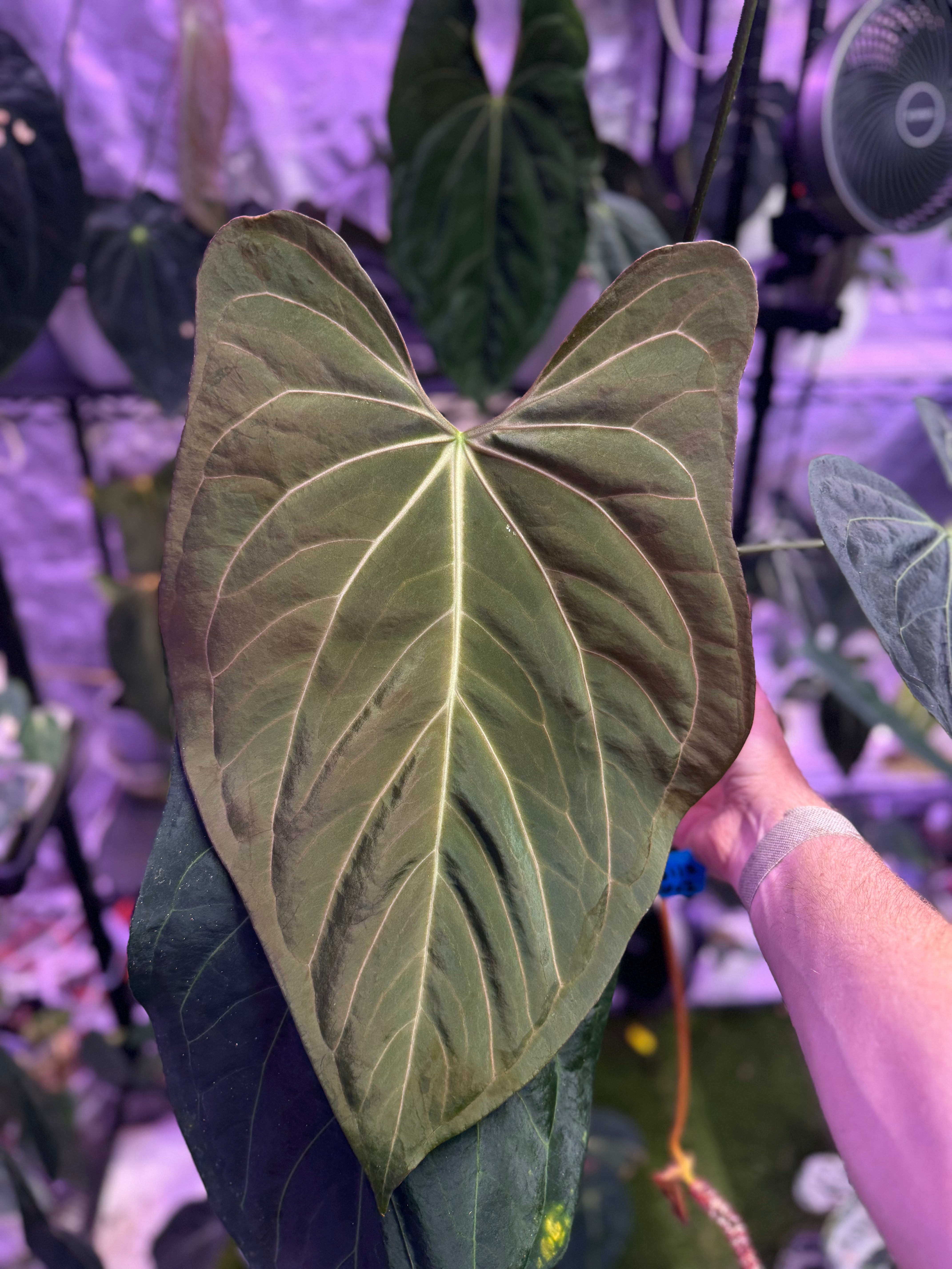 Anthurium Carlablackiae Buz1 x (carla x sp. nov Df)