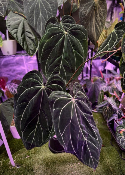 Anthurium cf. crystal x Tim Anderson Stripey