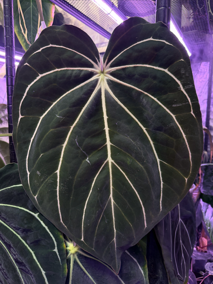 Anthurium carlablackiae Distrect x (BVEP x “Black Widow x Michelle”)