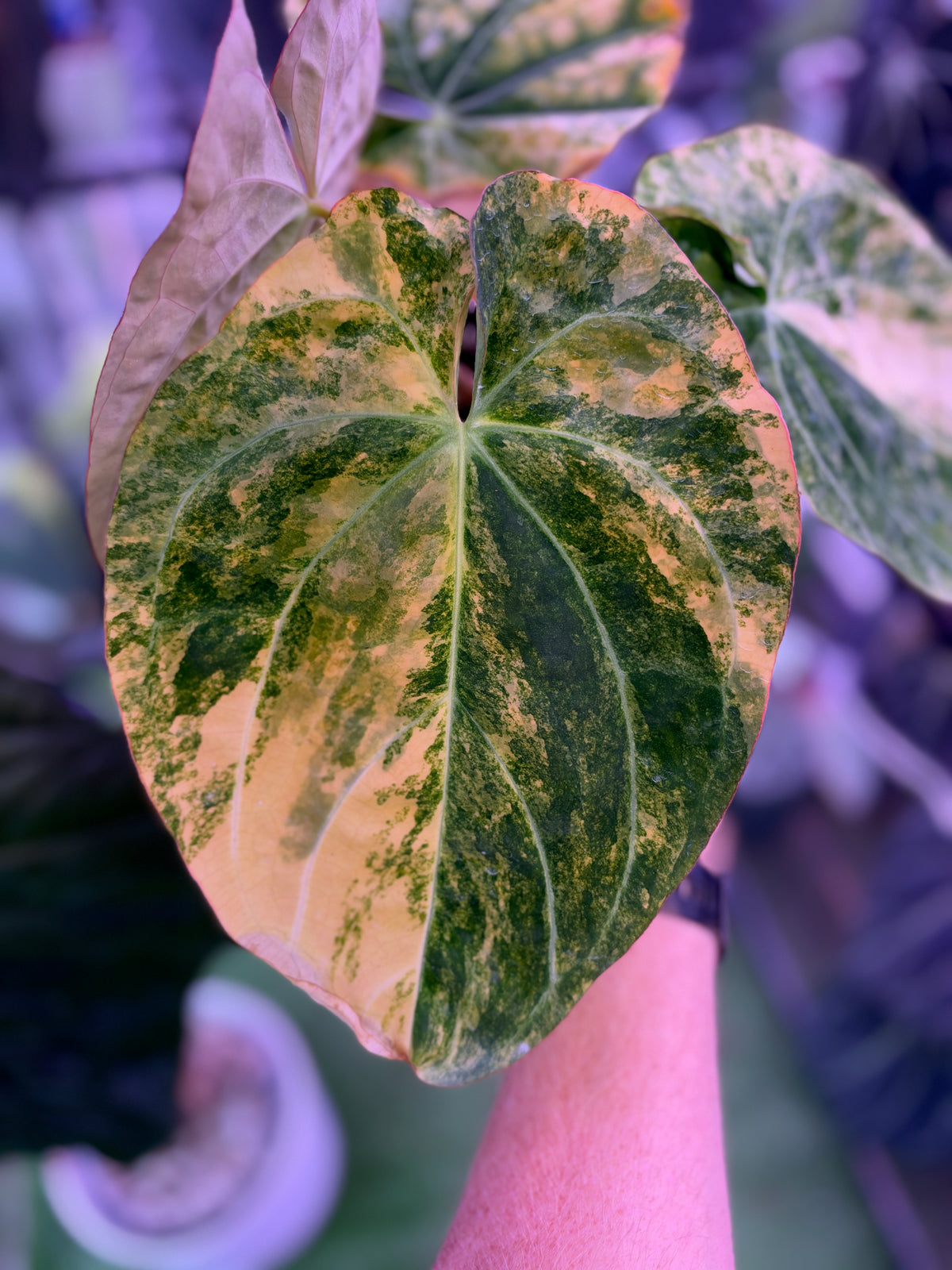 Anthurium forgetii x carlablackiae RA4x8 variegated mother plant