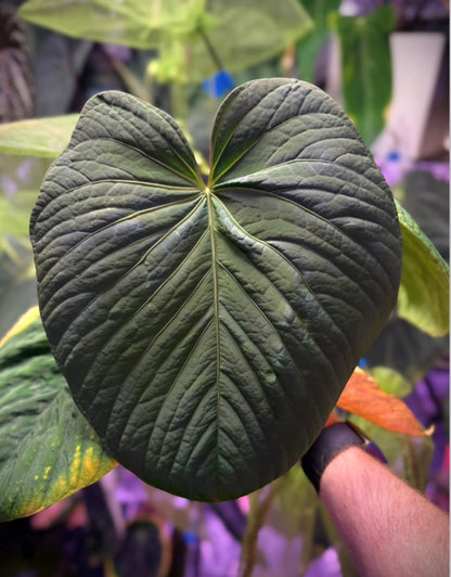 Anthurium sp. Nov Df x kunayalense RA2