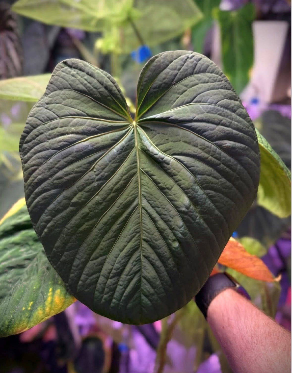 anthurium sp. nov DF x kunayalense RA2