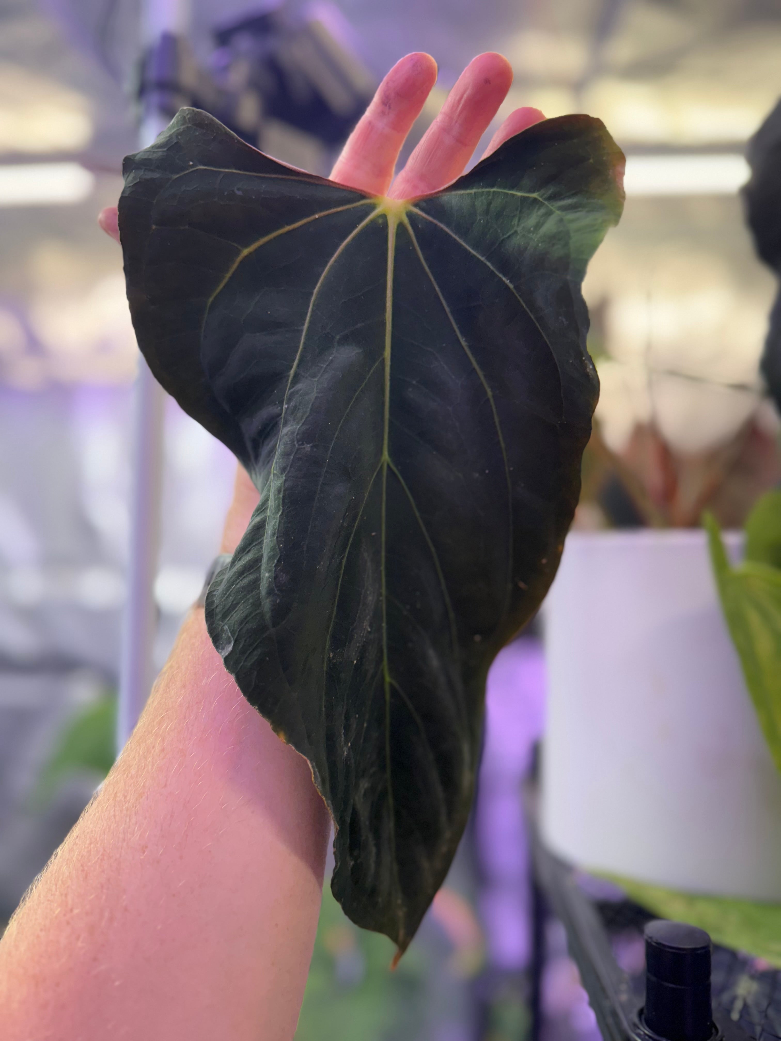 CaRL 2.0 - Anthurium carlablackiae (BUZ1 x RA8) x Ralph Lynam clone