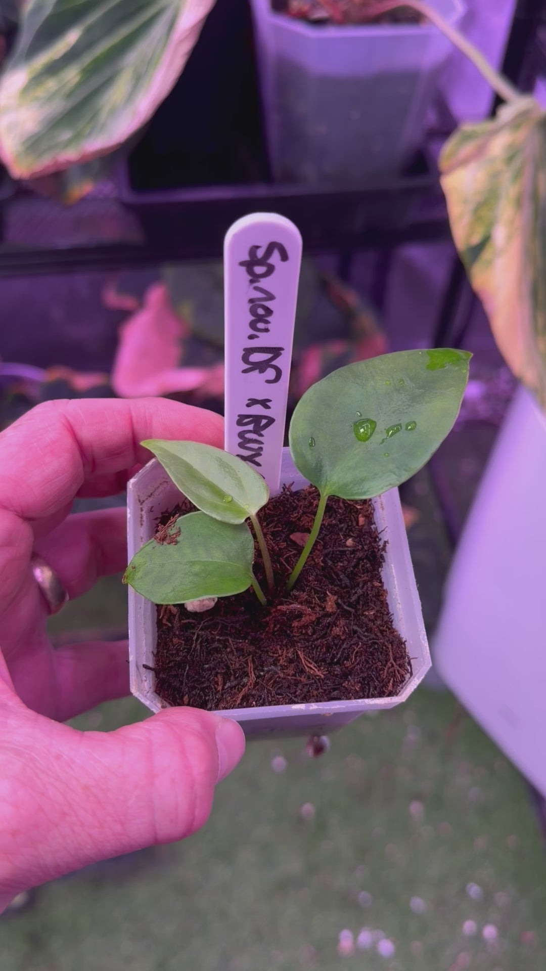 Load video: Anthurium sp. nov. DF X Black Widow x Michelle