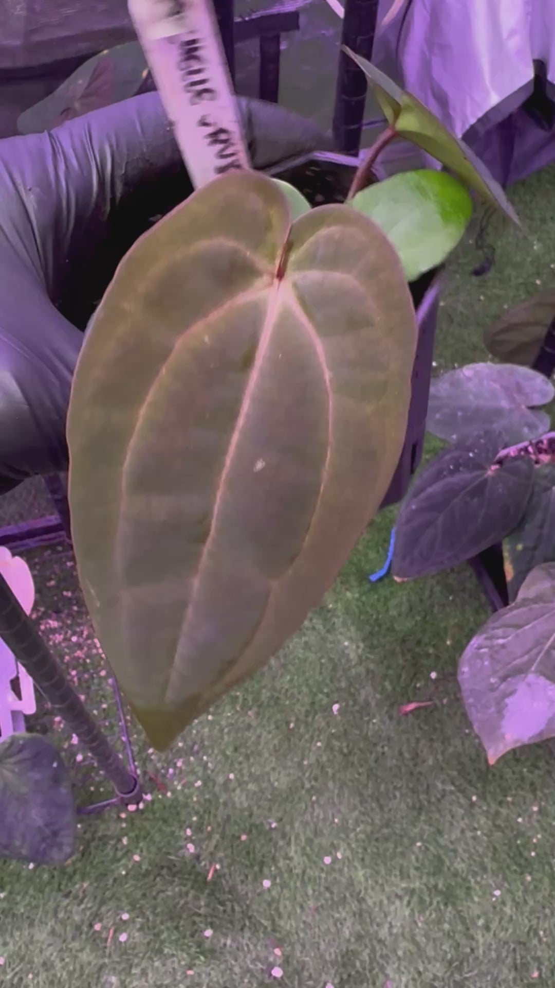 Anthurium Michelle x RVDP