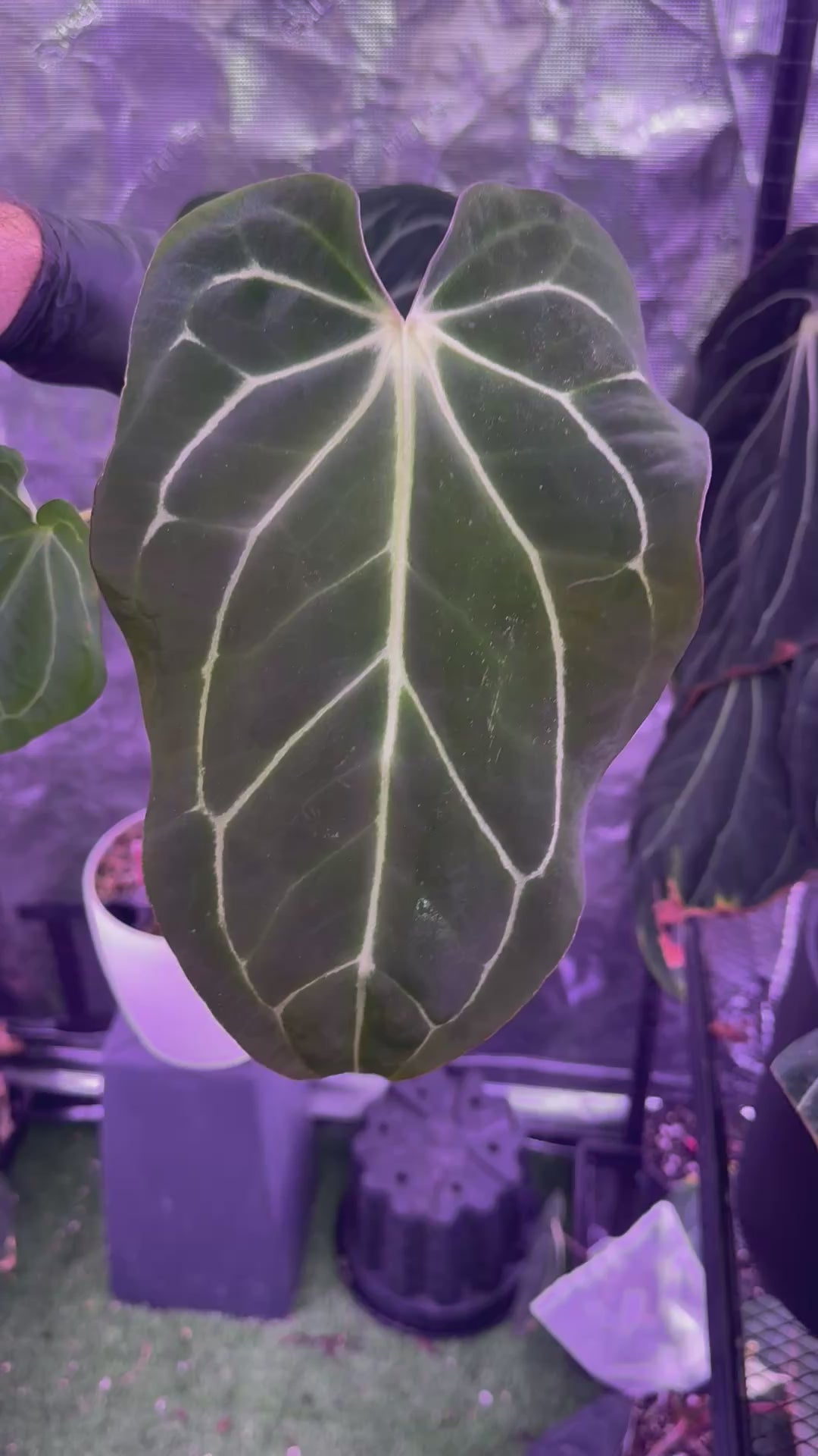 Anthurium carlablackiae RA4 x Snake Oil