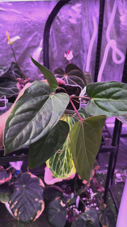 Anthurium carlablackiae RA15 x ustopoense 04