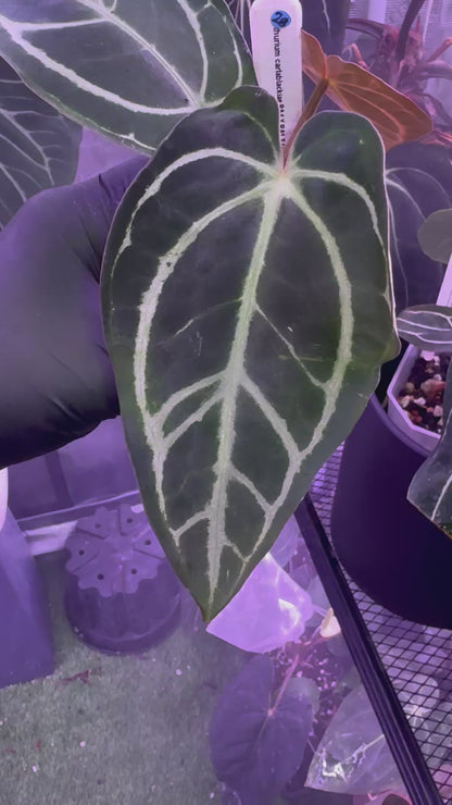 Anthurium carlablackiae (RA1 x RA4) x OG1