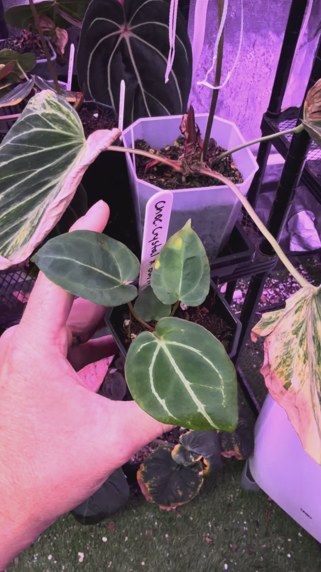 Anthurium crystallinum “chocolate” X Black Widow x Michelle” AA